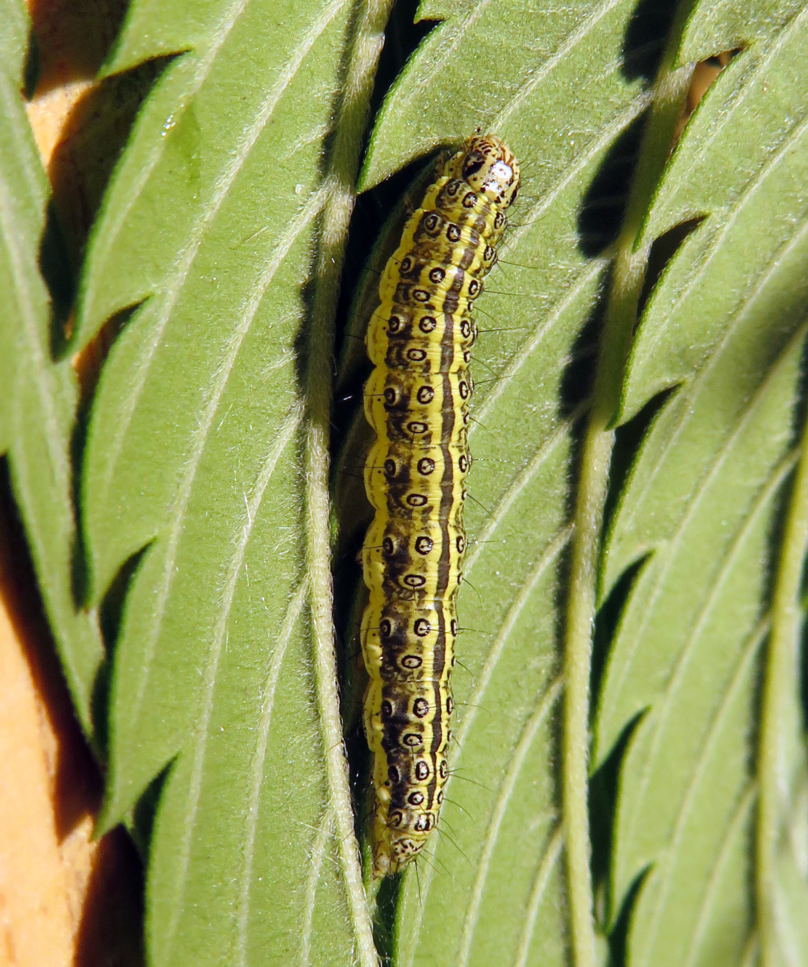 beet webworm on hemp leaf