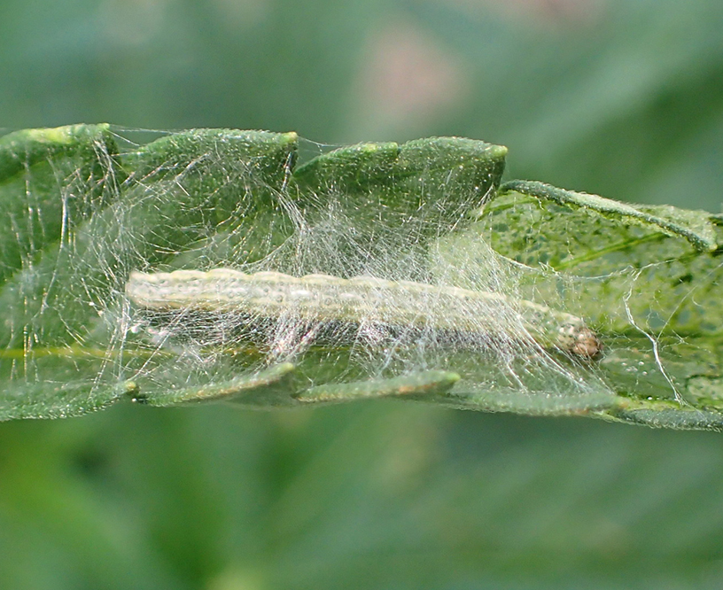 beet webworm encased in webbing