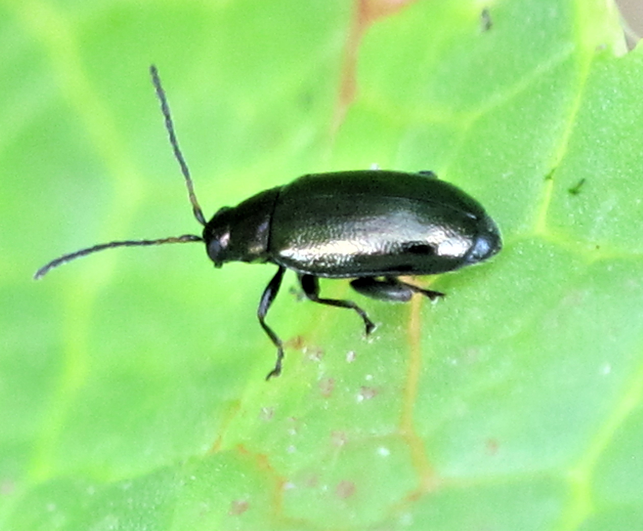 flea beetle adult