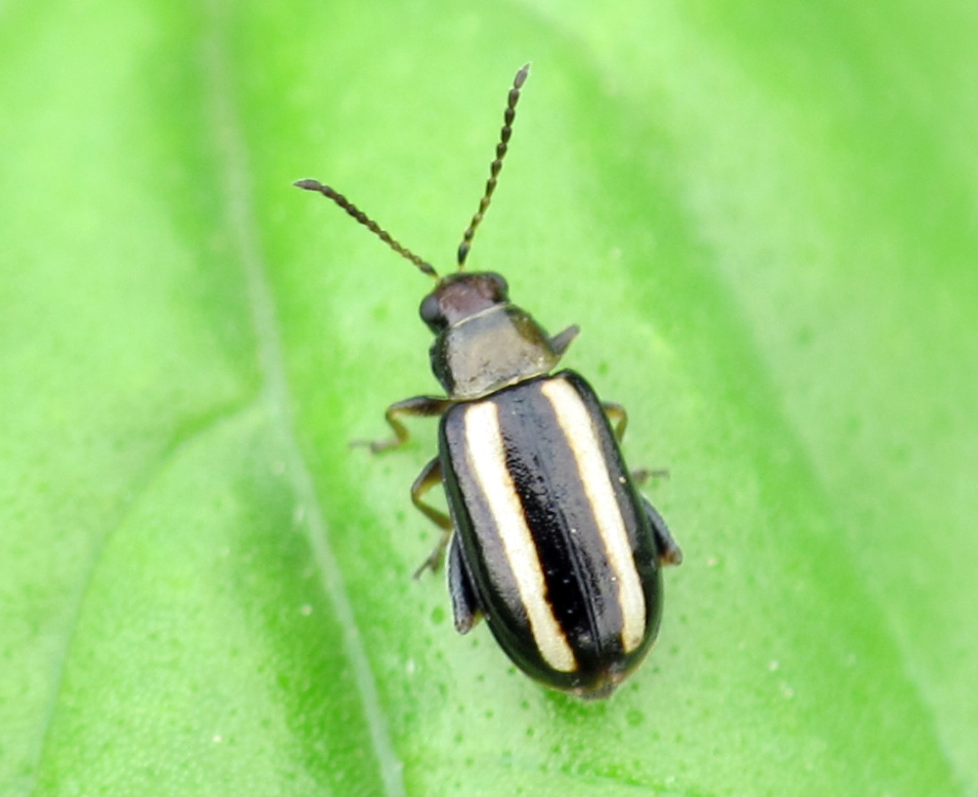 Palestriped flea beetle adult.