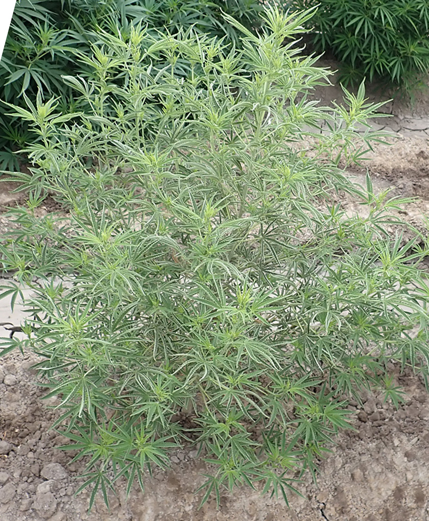 abnormal hemp plant