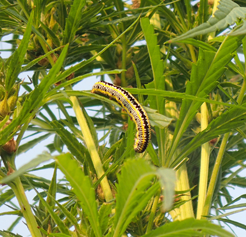zebra caterpillar on hemp plant
