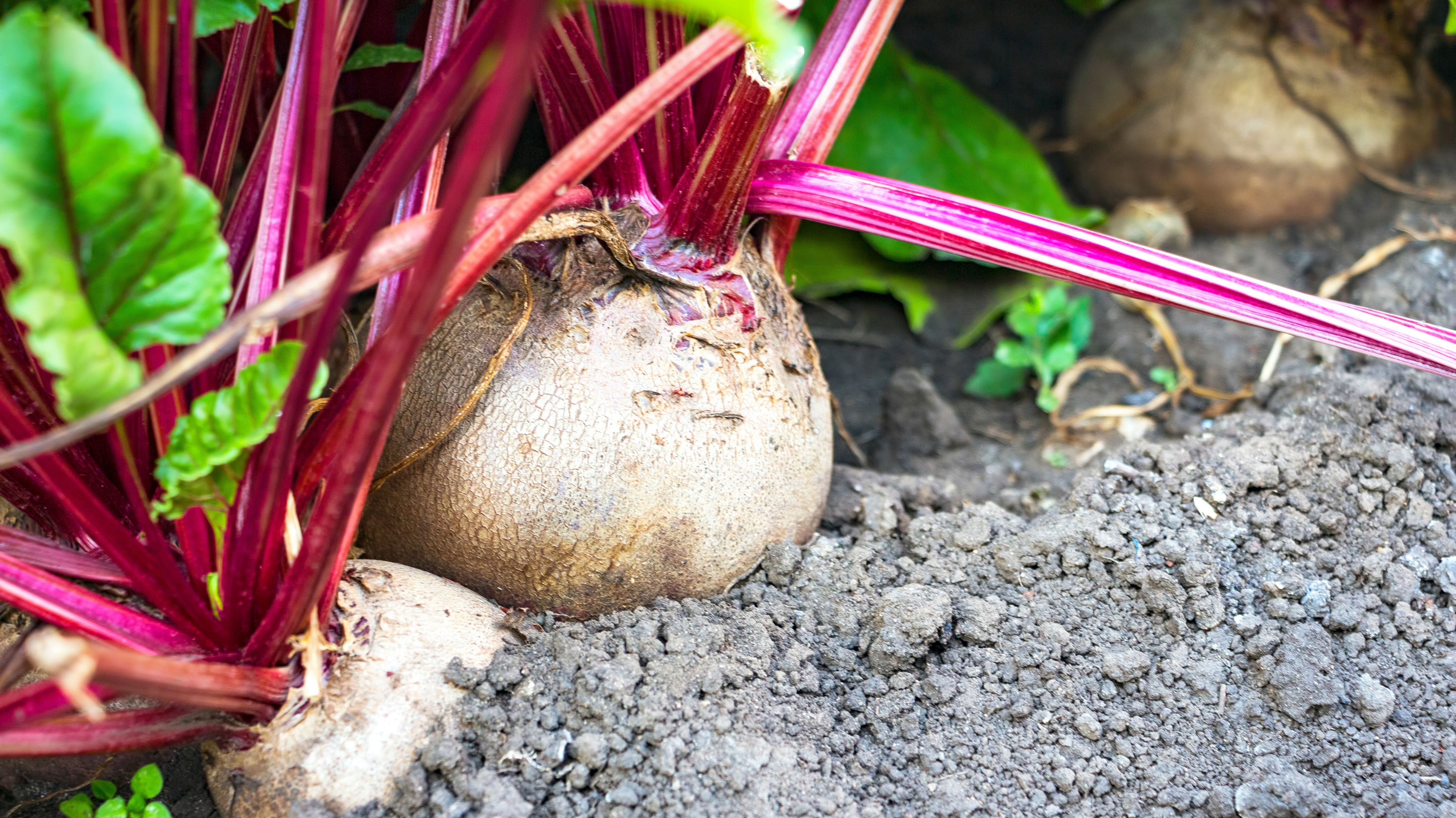 Overview of Beet Pests