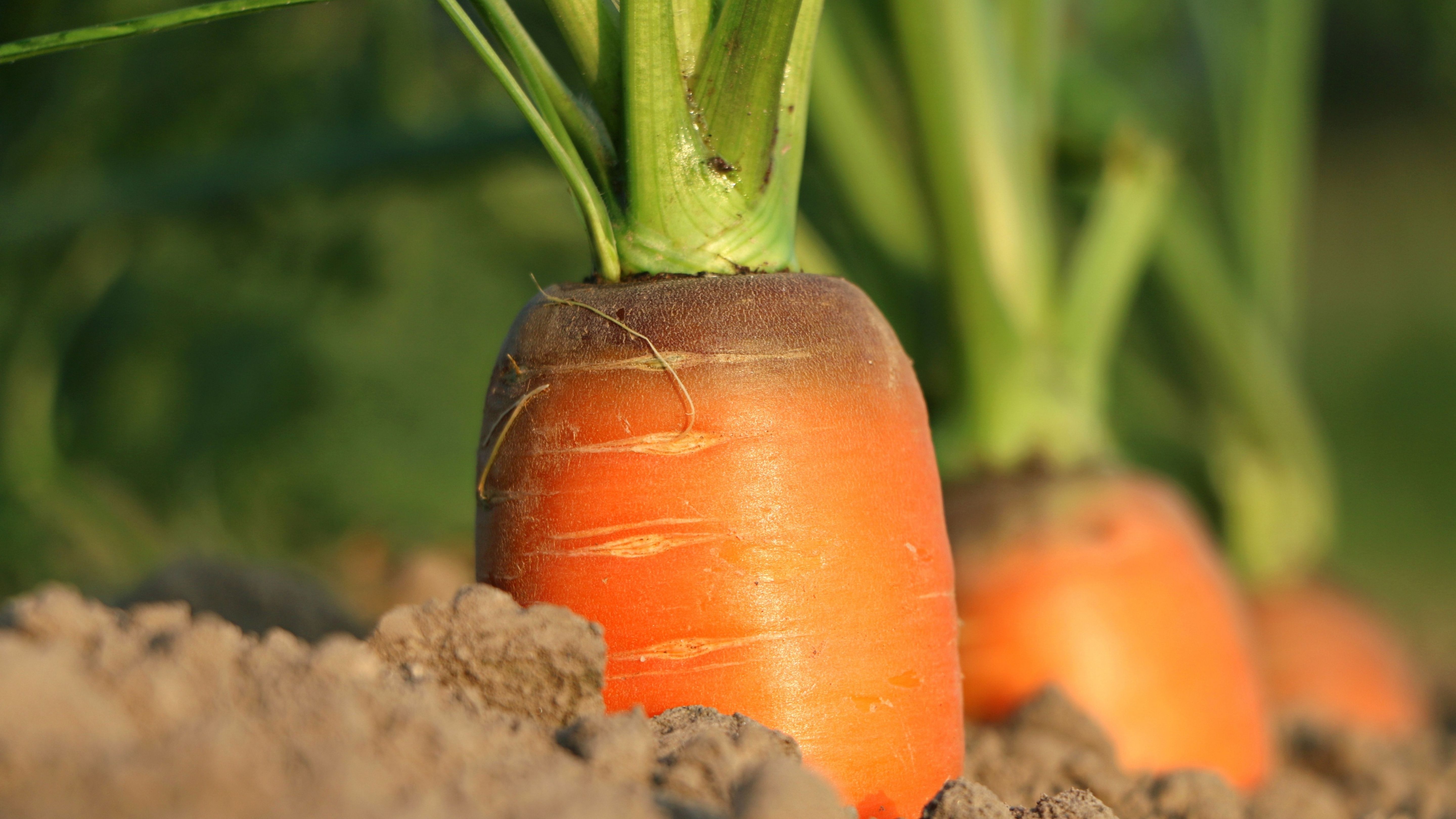 Overview of Carrots