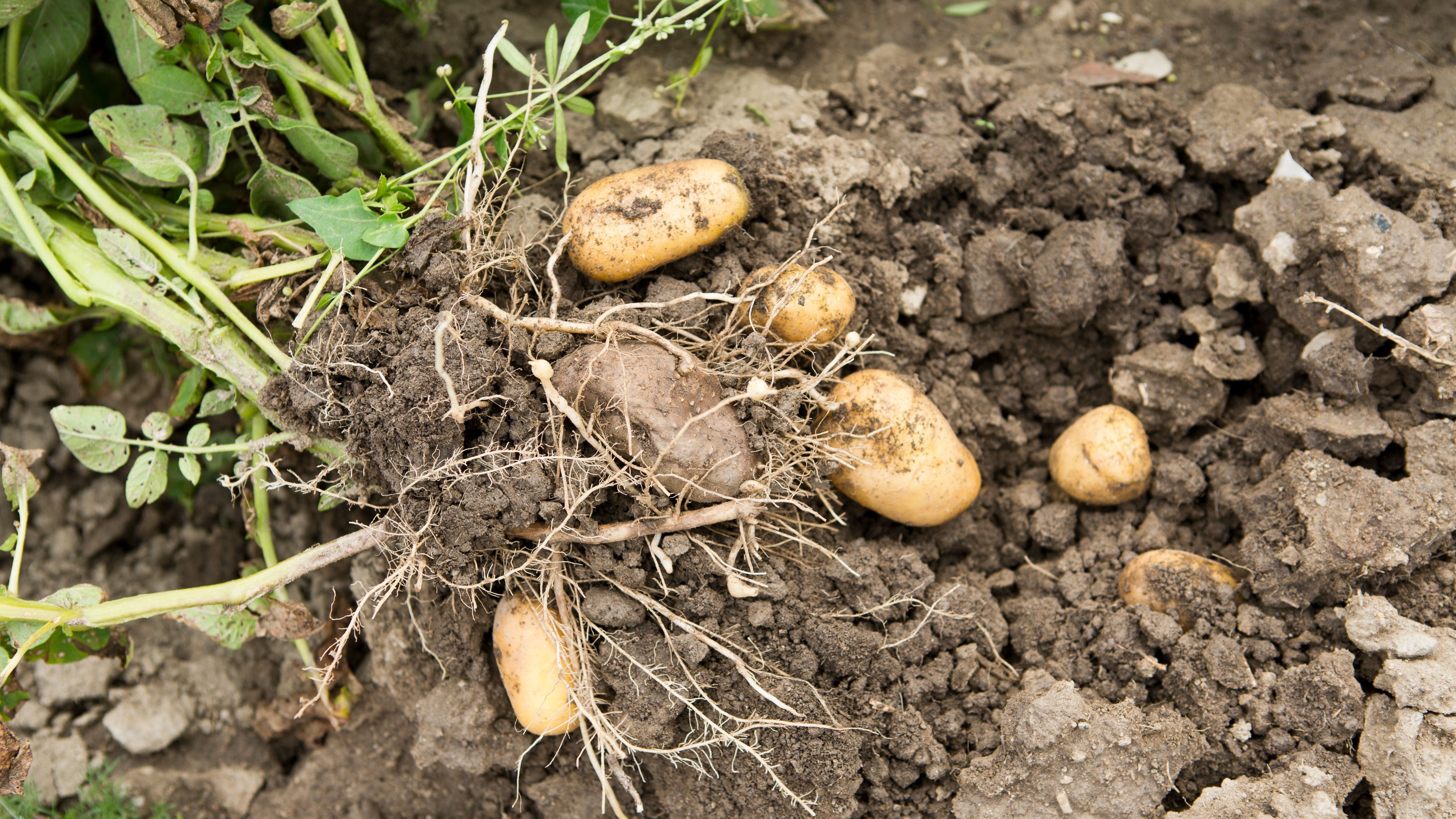 Overview of Potato Pests