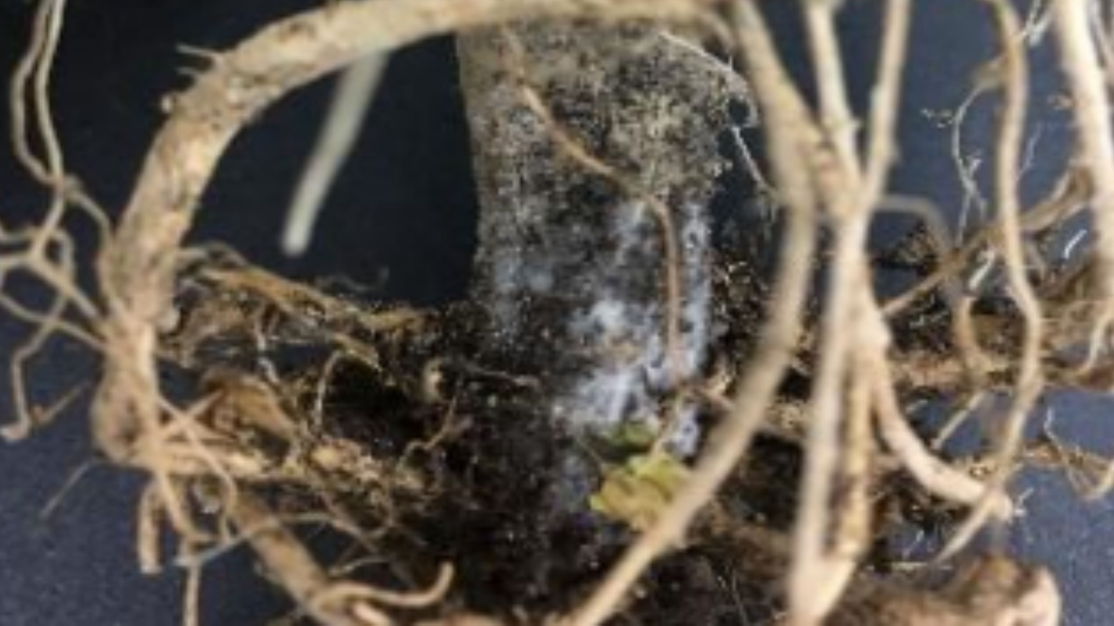 Pythium Root/Crown Rot