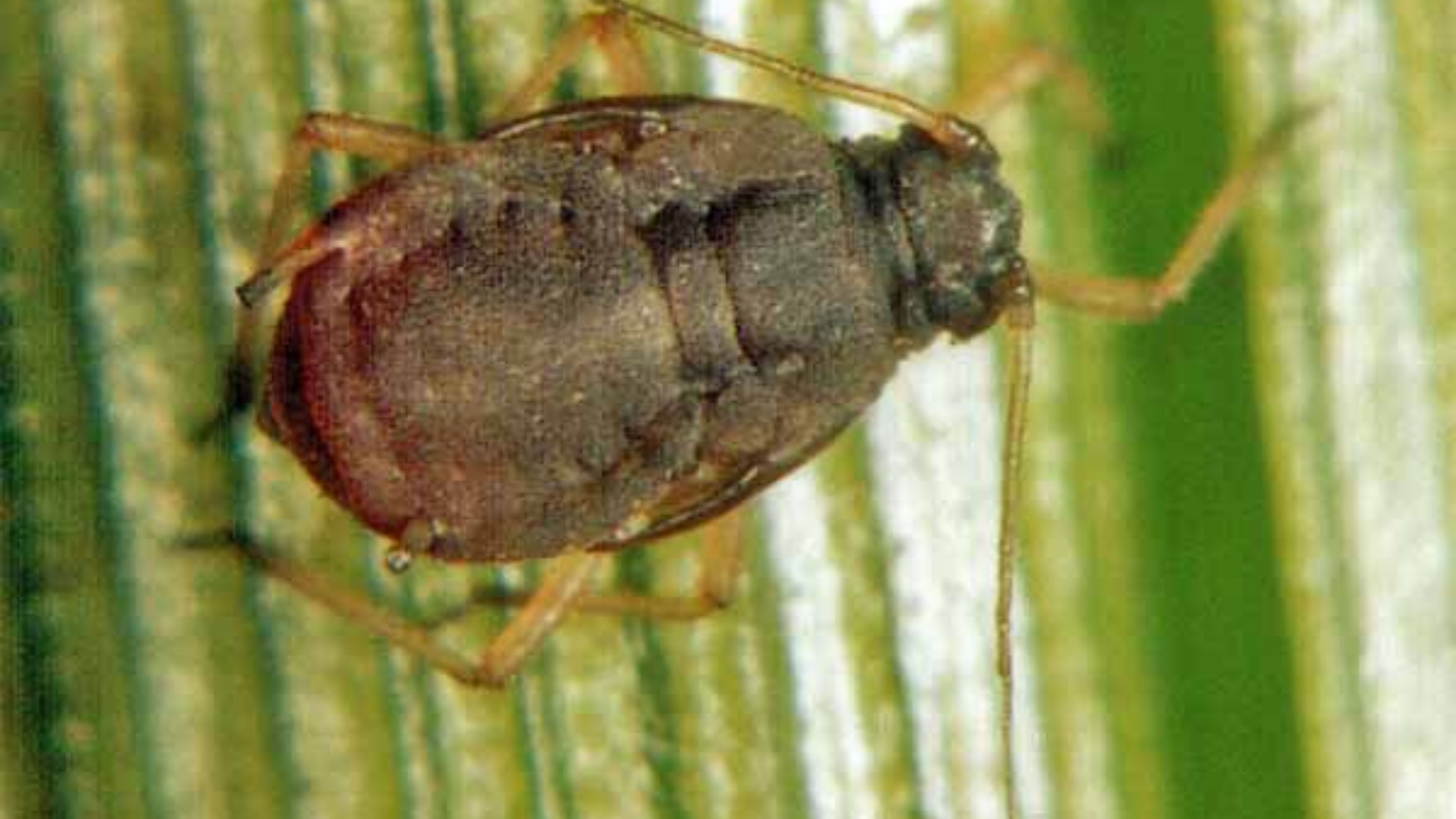 Rice Root Aphid