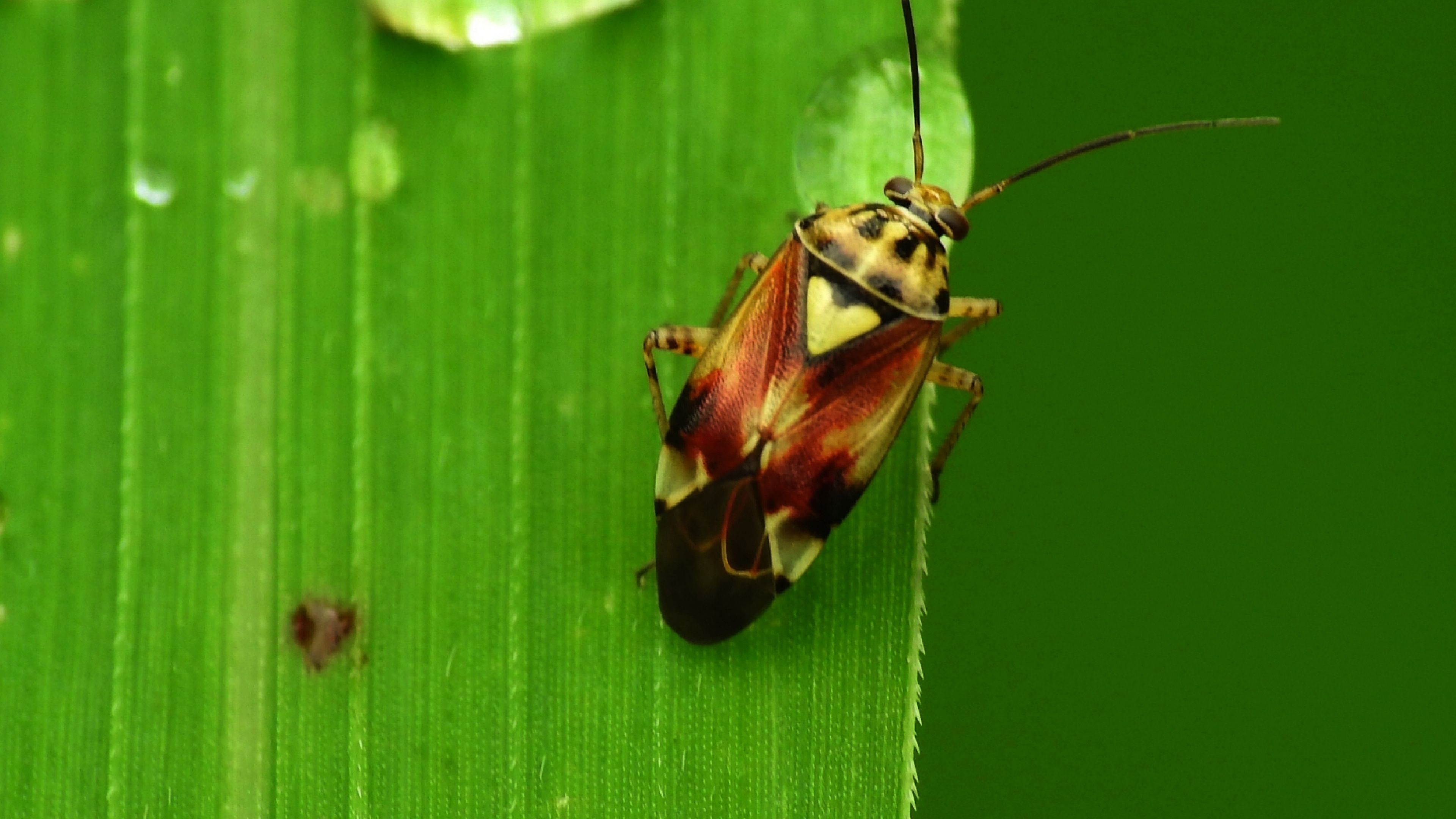 Lygus Bug