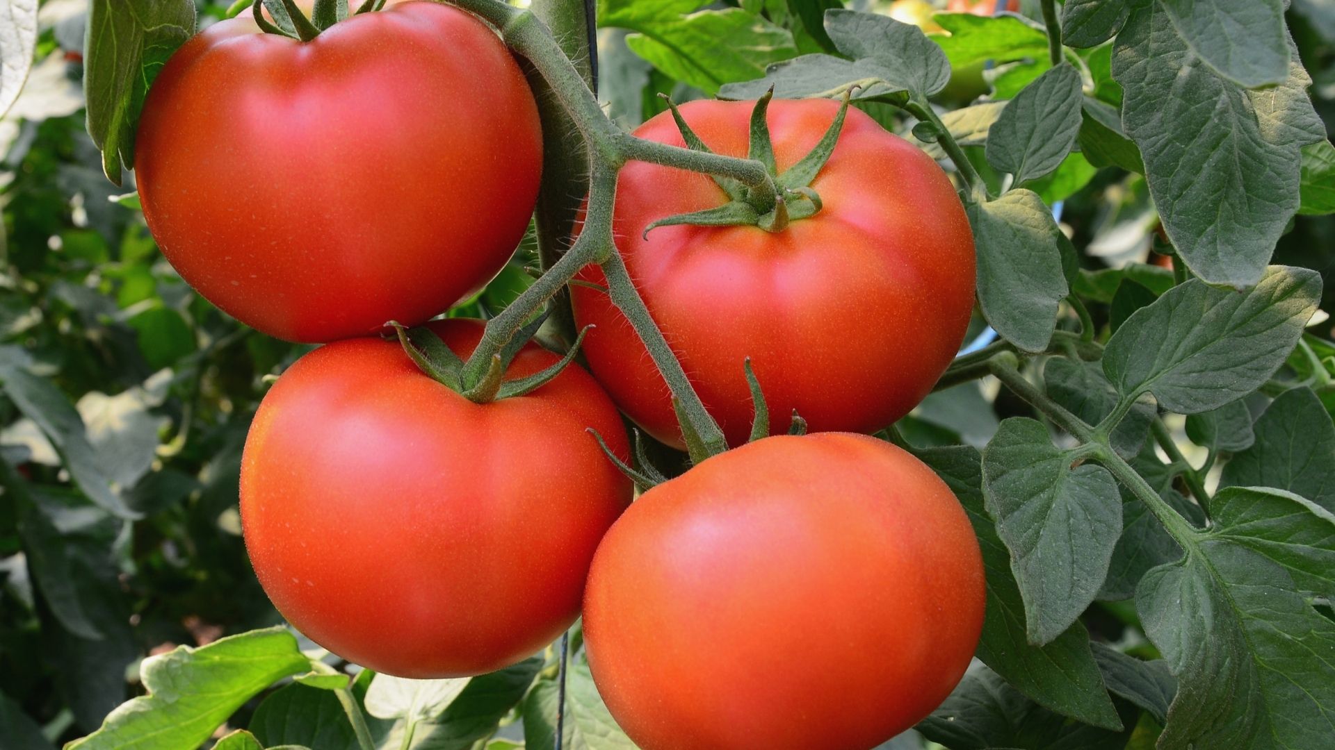 Overview of Tomato Pests