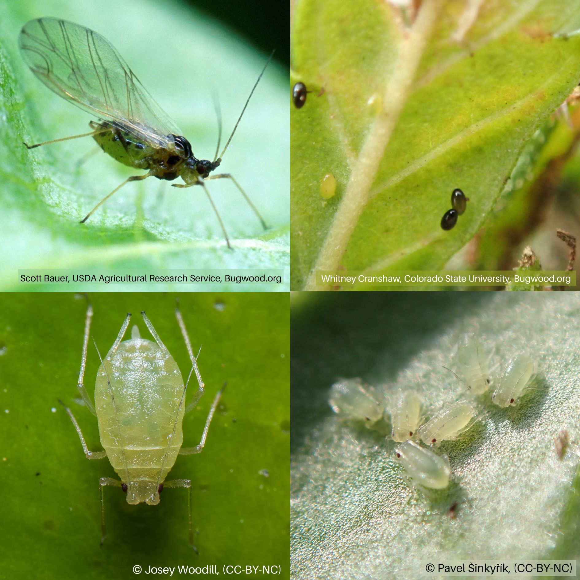Green Peach Aphid Life Stages