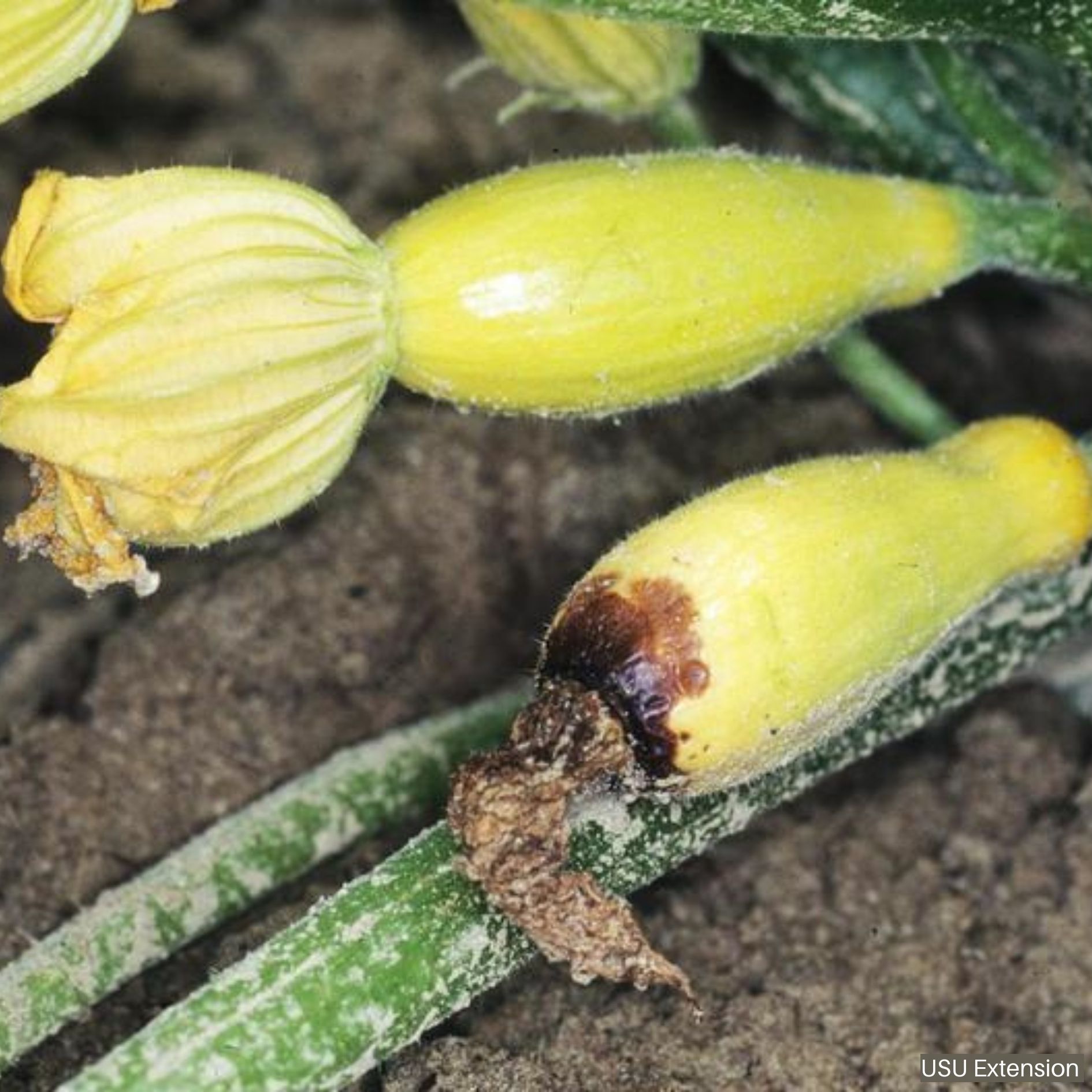 Squash with Blossom End Rot