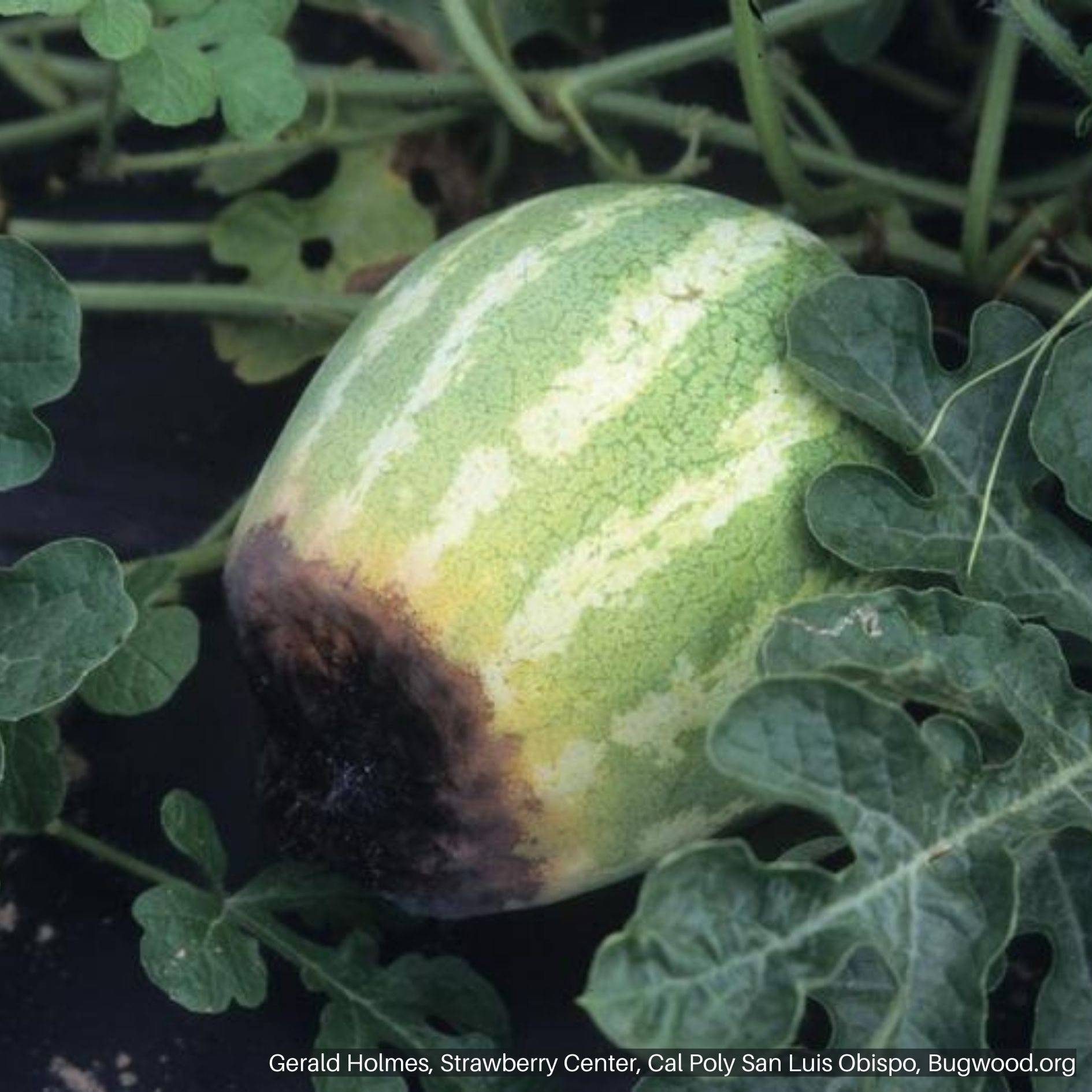 Watermelon with Blossom End Rot (BER)