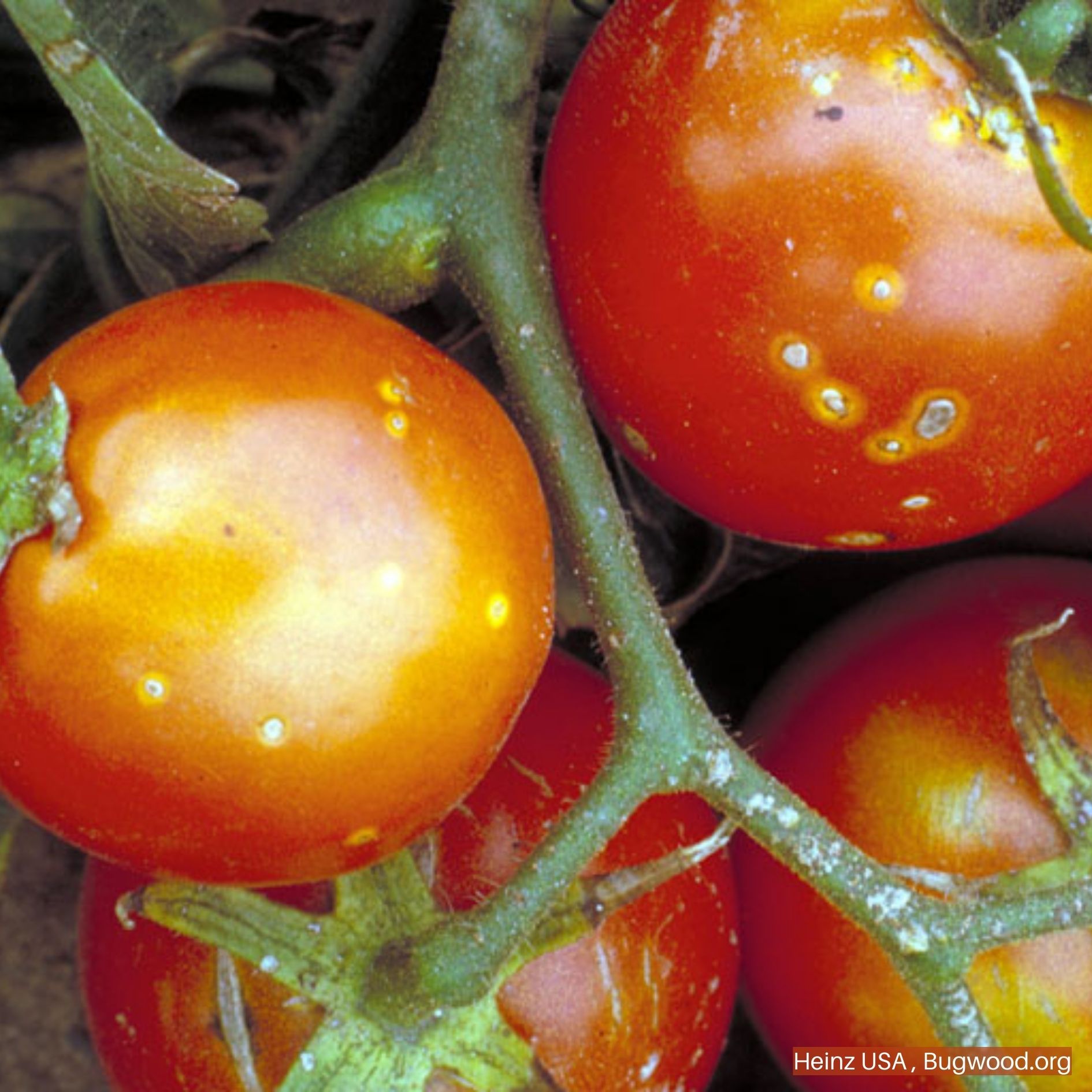 Bacterial Canker on Tomatos