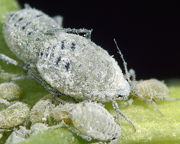 Cabbage Aphids