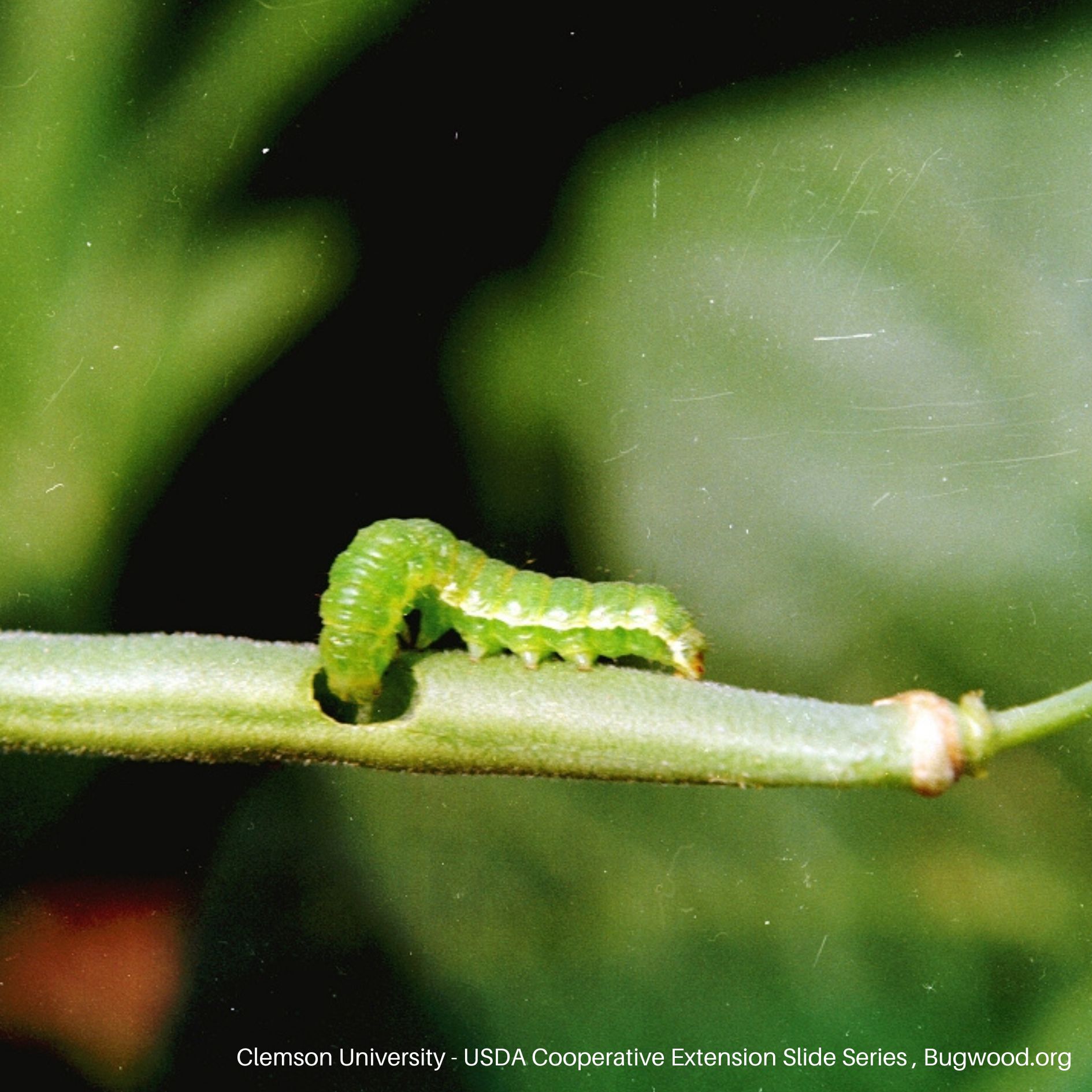 Helicoverpa zea Caterpillar Feeding on Bean Plant