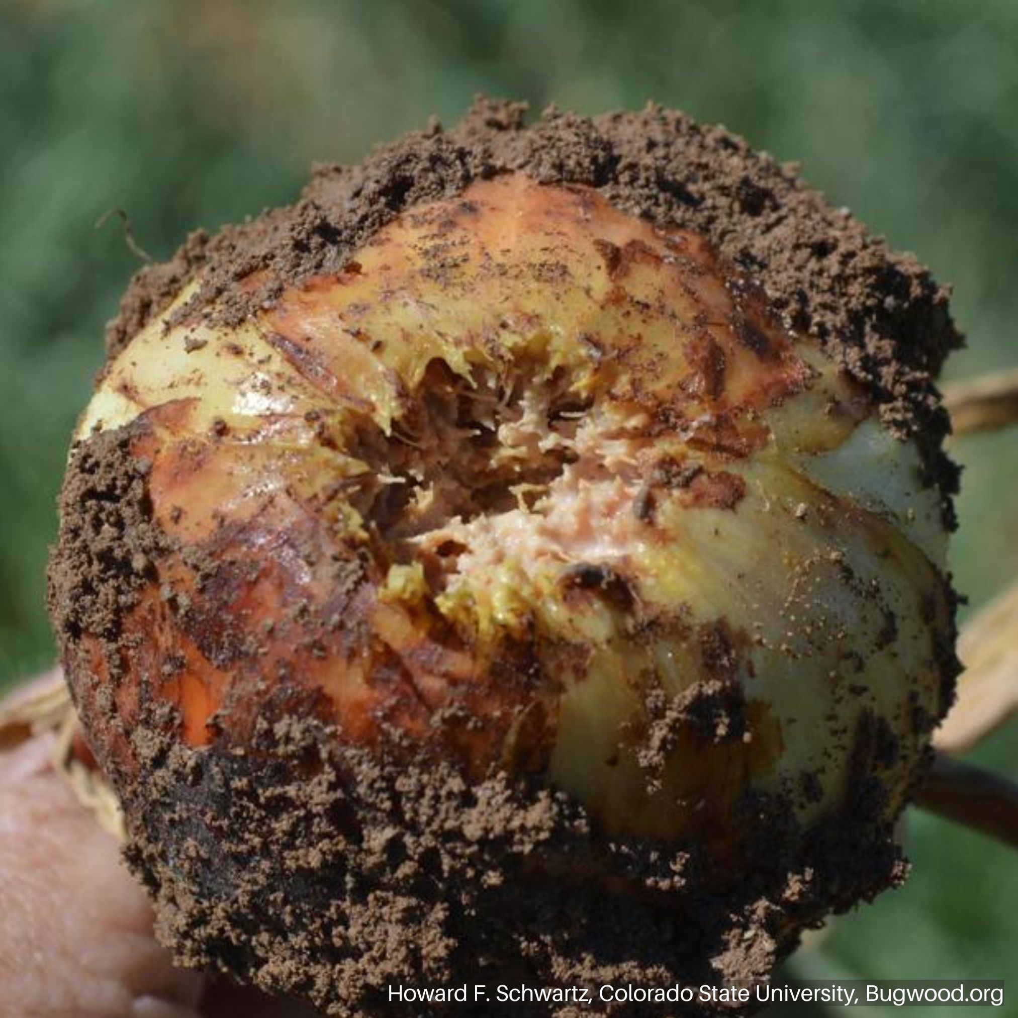 Onion with rotted basal plate