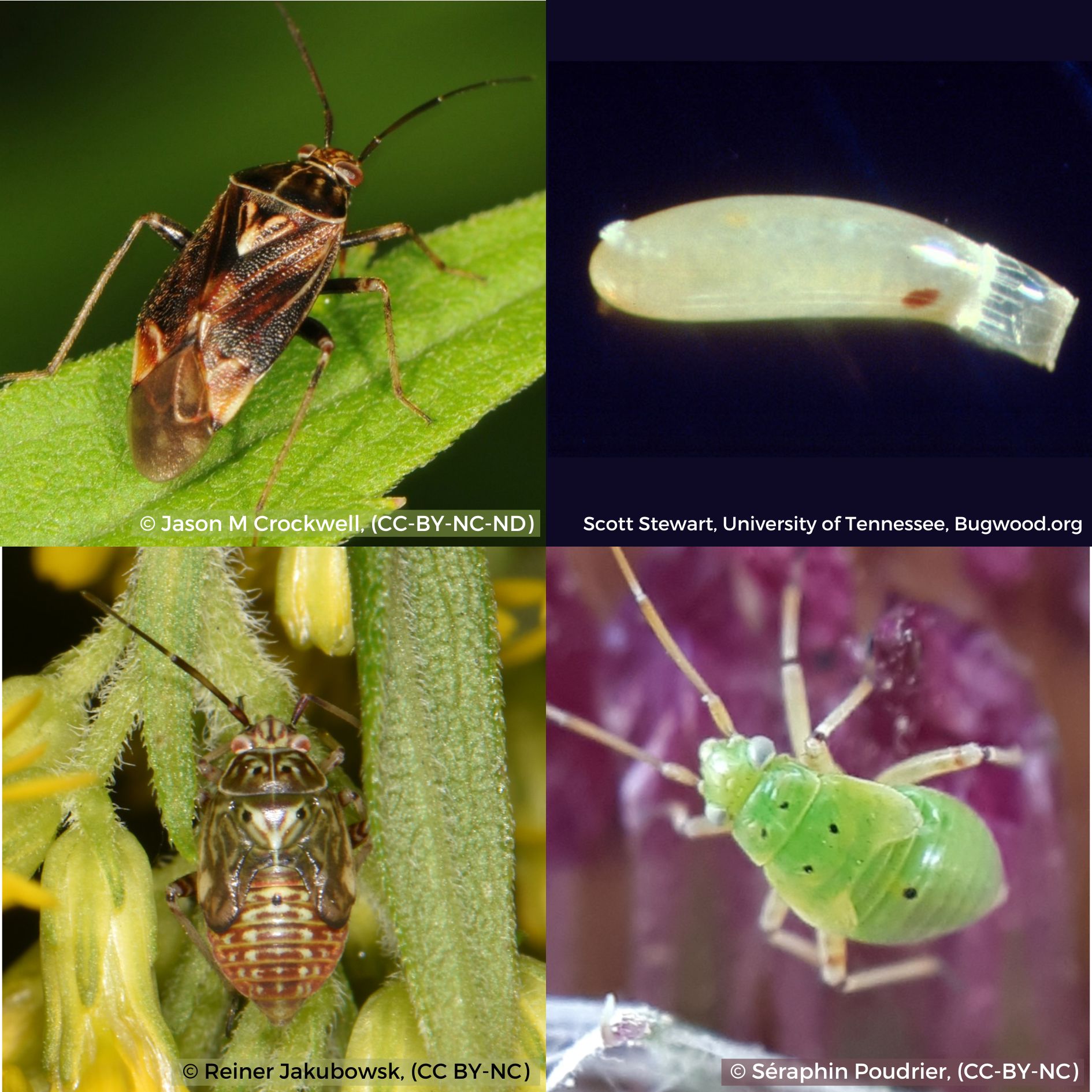 Tarnished Plant Bug
