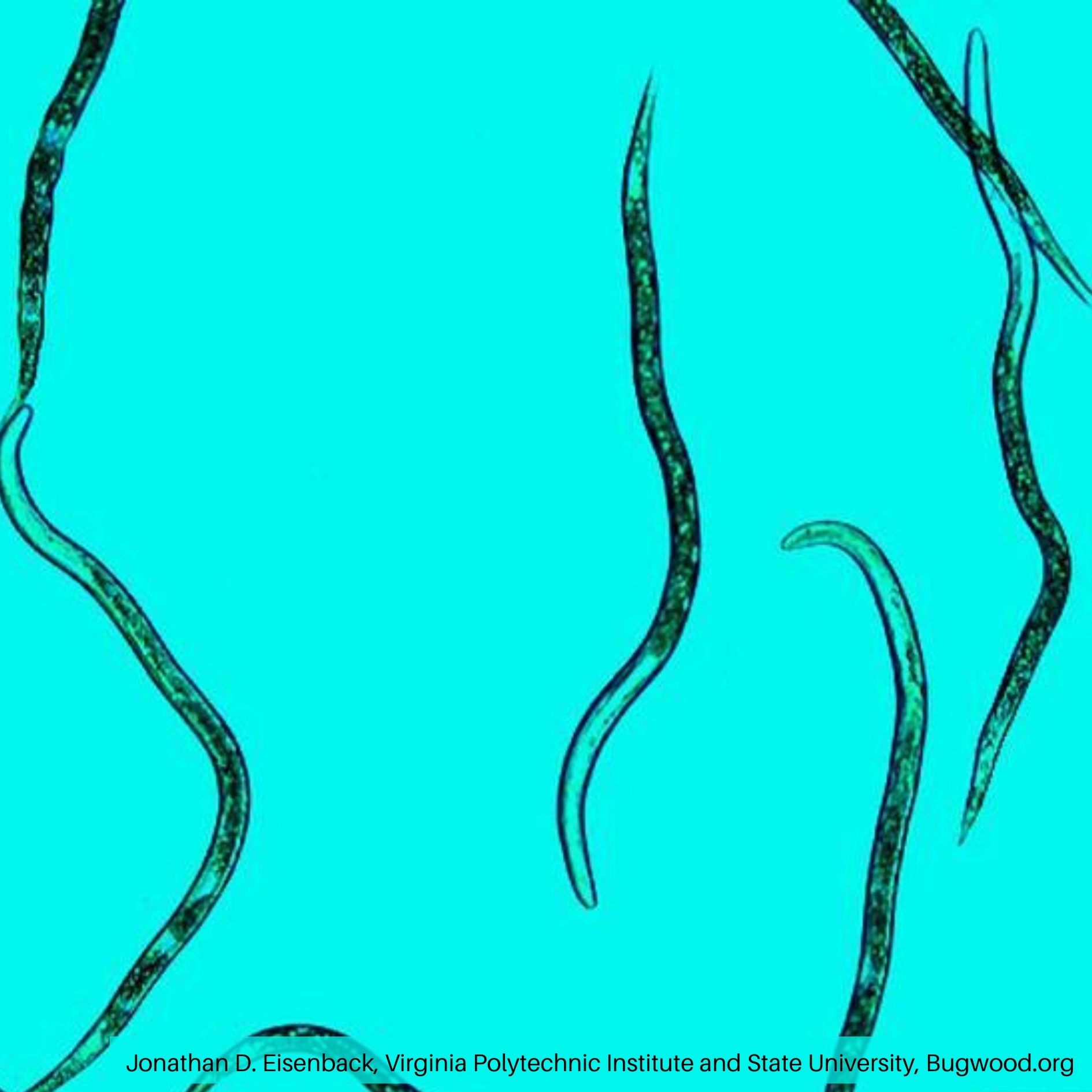 Nematodes Nematodes
