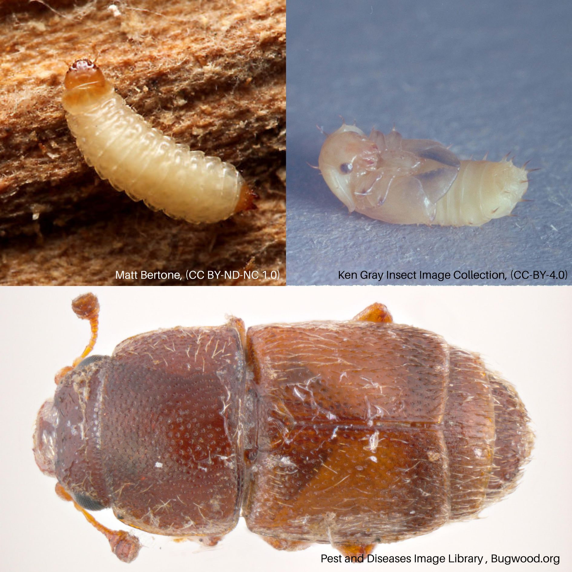 Corn Sap Beetle Life Stages