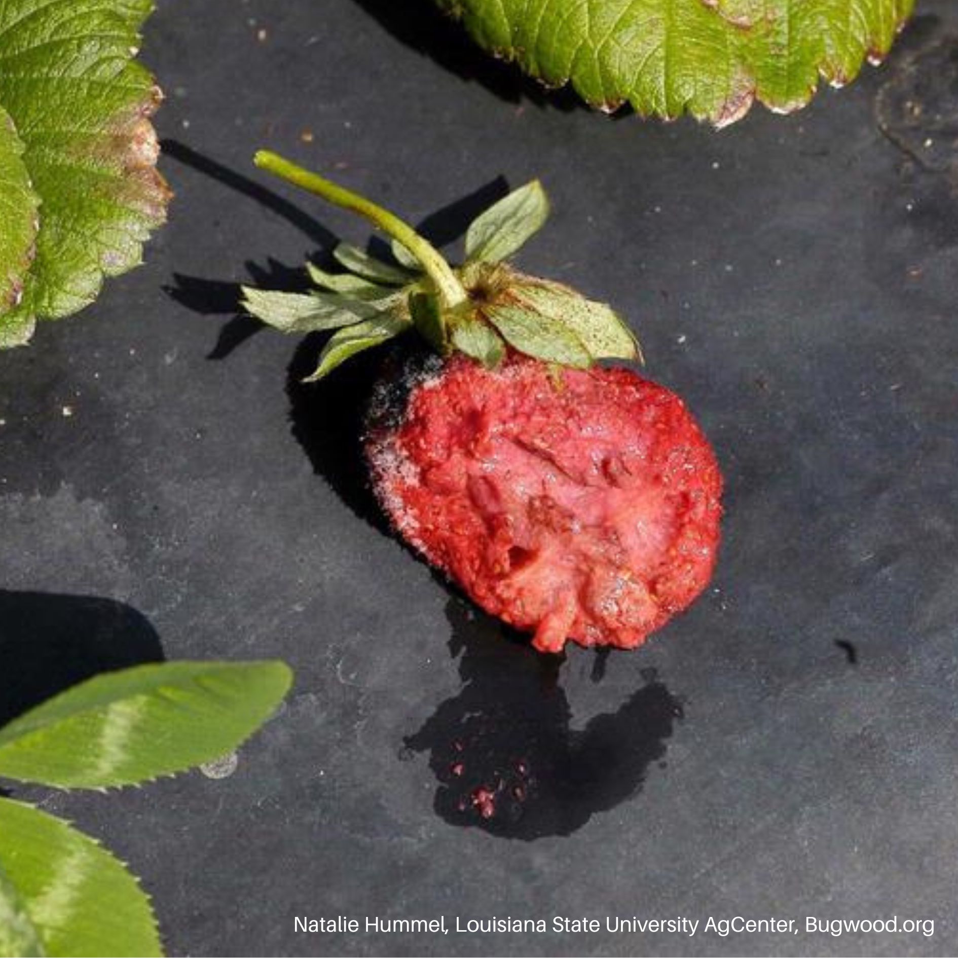 Sap Beetle Damage to Strawberry