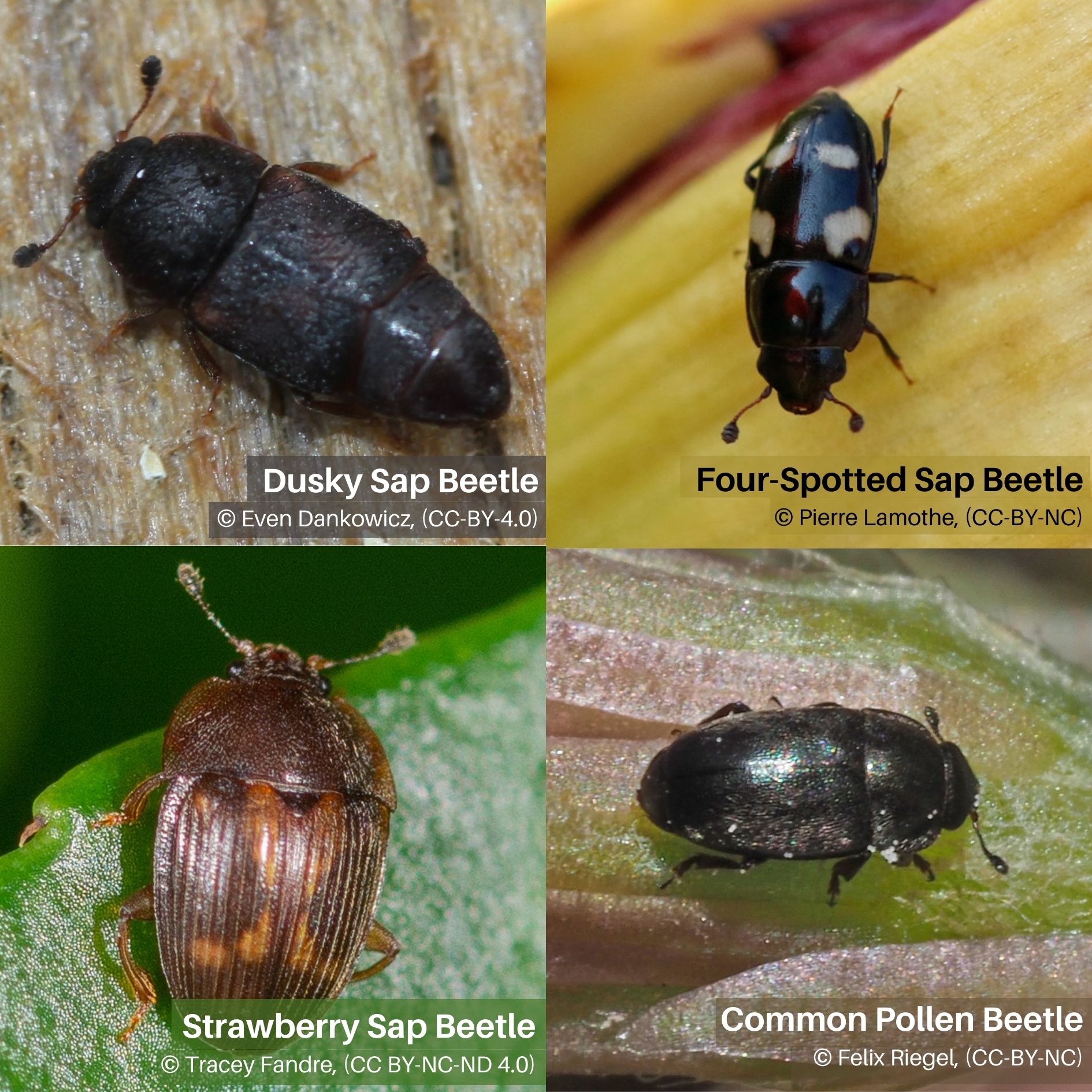 Sap Beetles of Utah