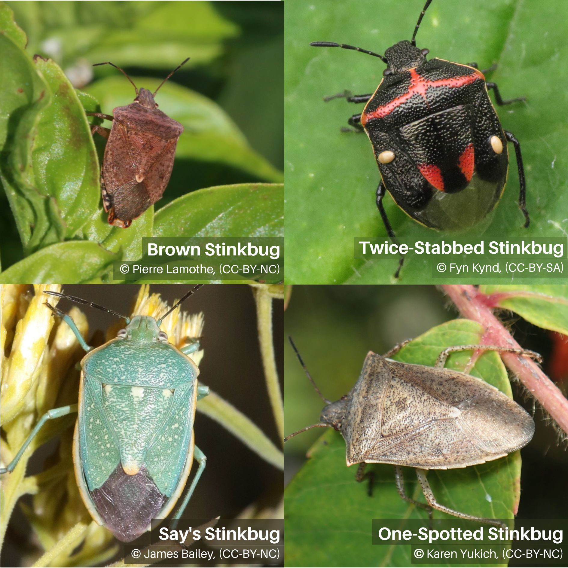 Stink Bug Species in Utah