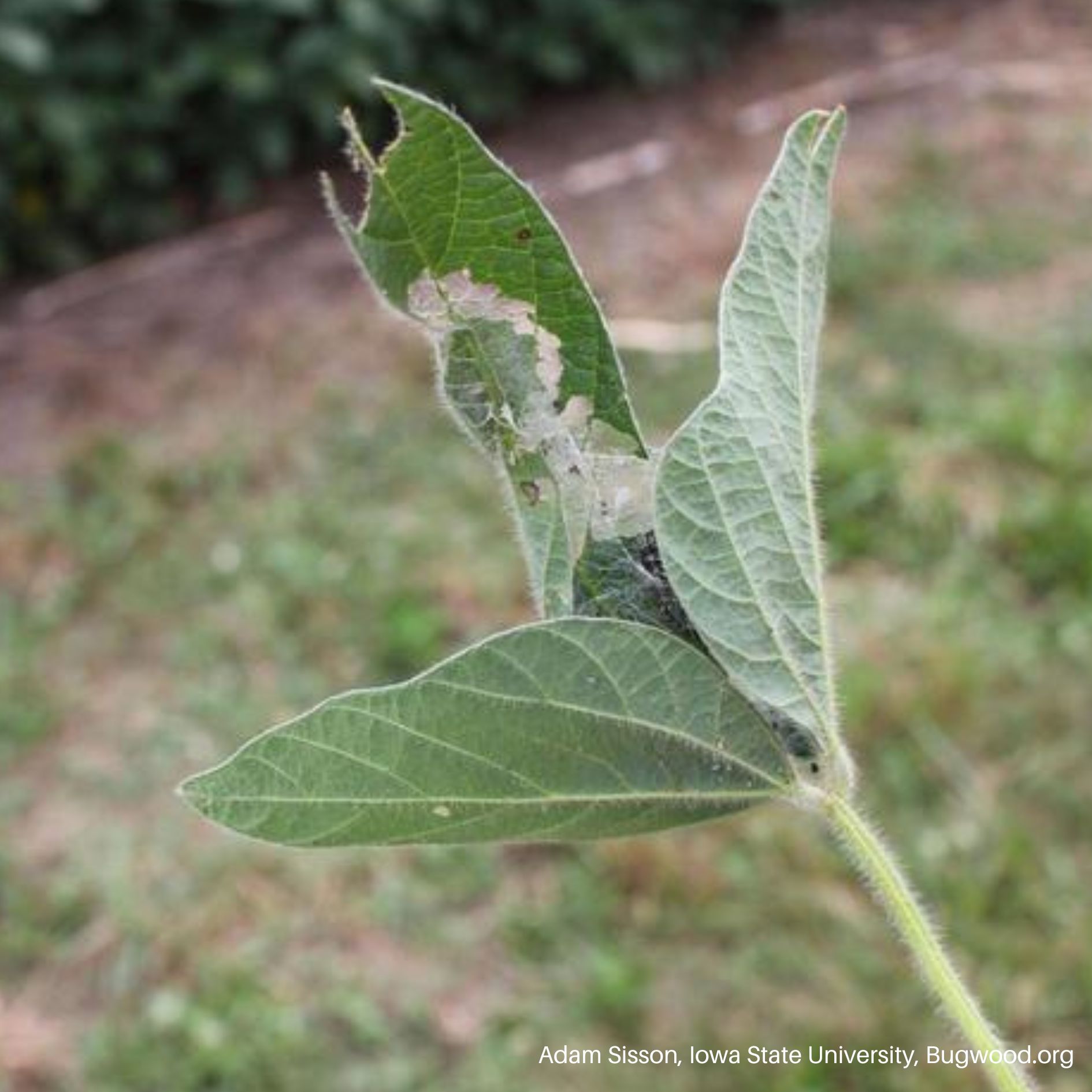 Caterpillar Feeding Damage on Soybean Plant