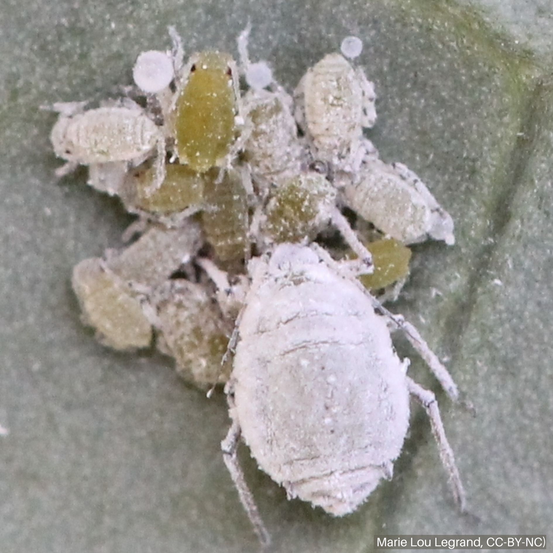 Cabbage aphids are one species of aphid known to carry TMV
