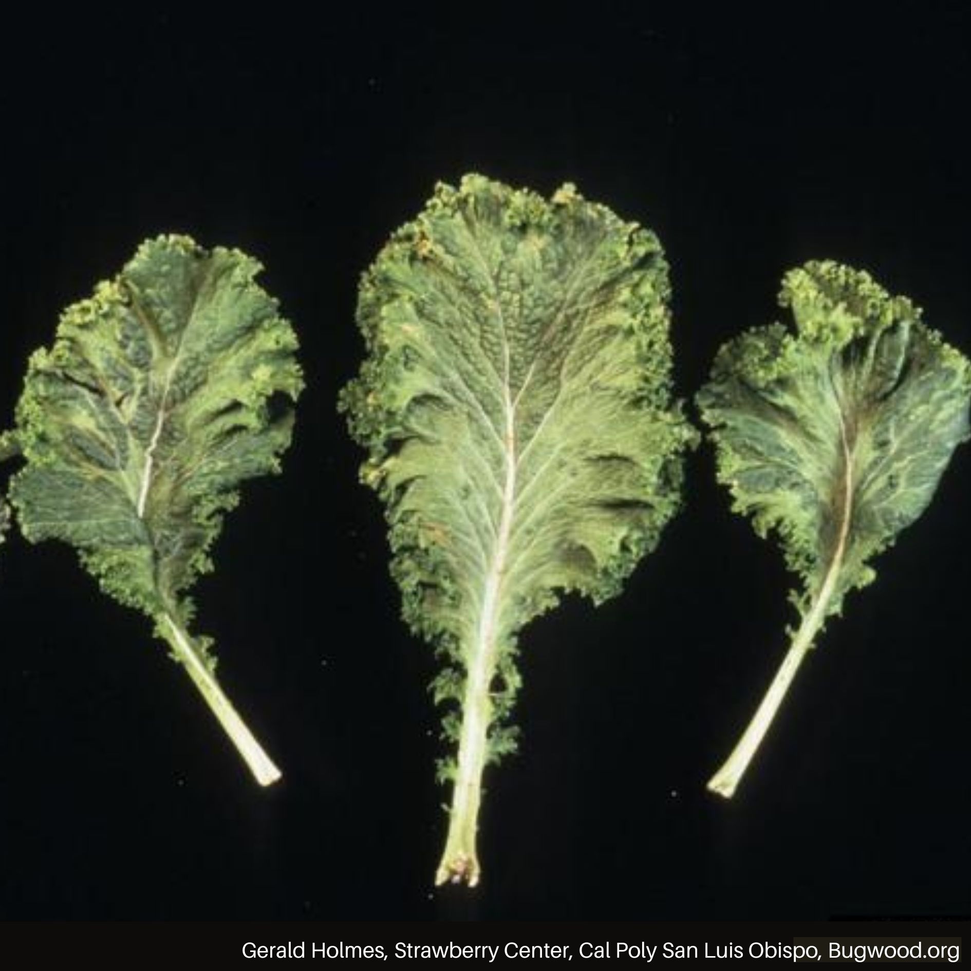 Foliar symptoms on kale.