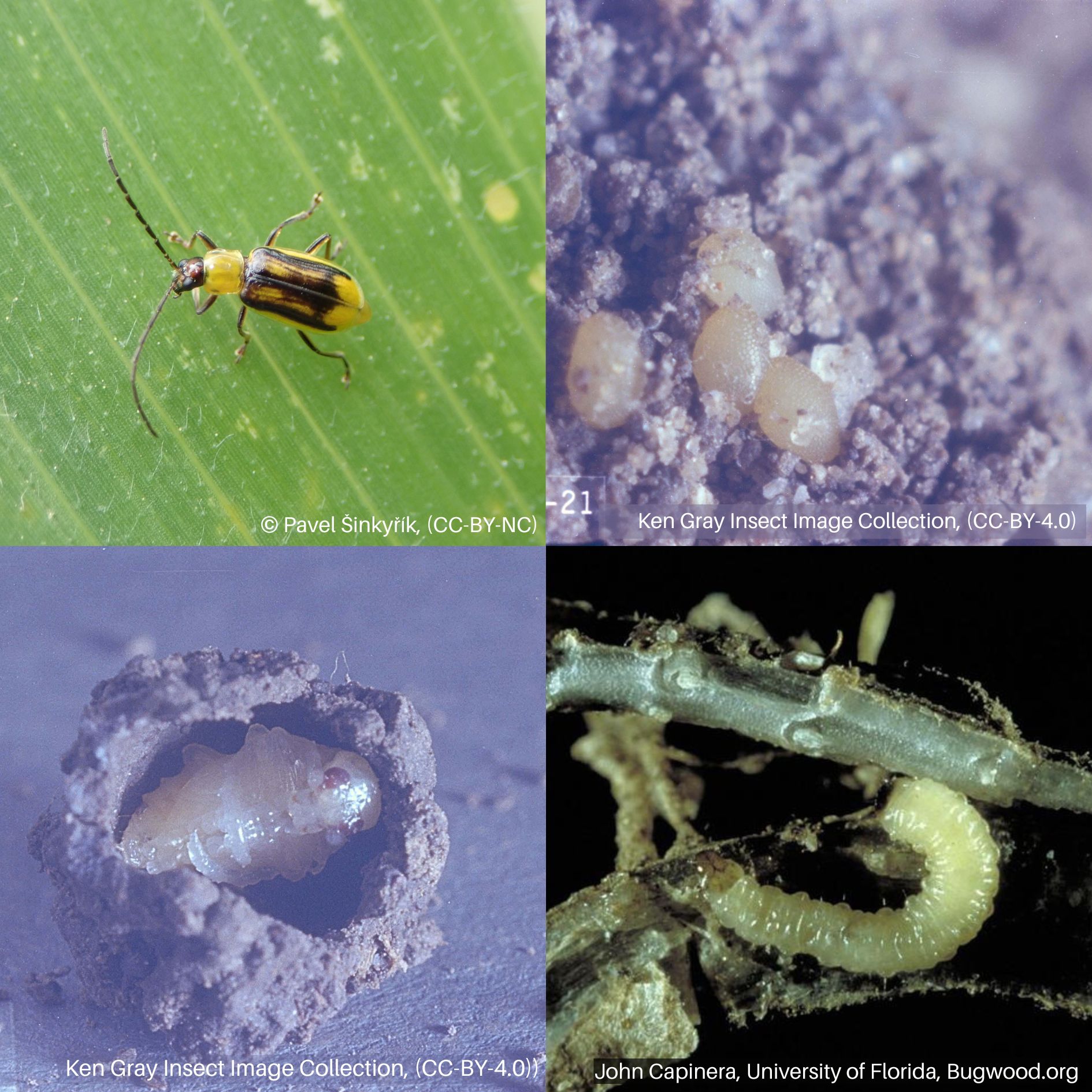 Western Corn Rootworm Life Stages