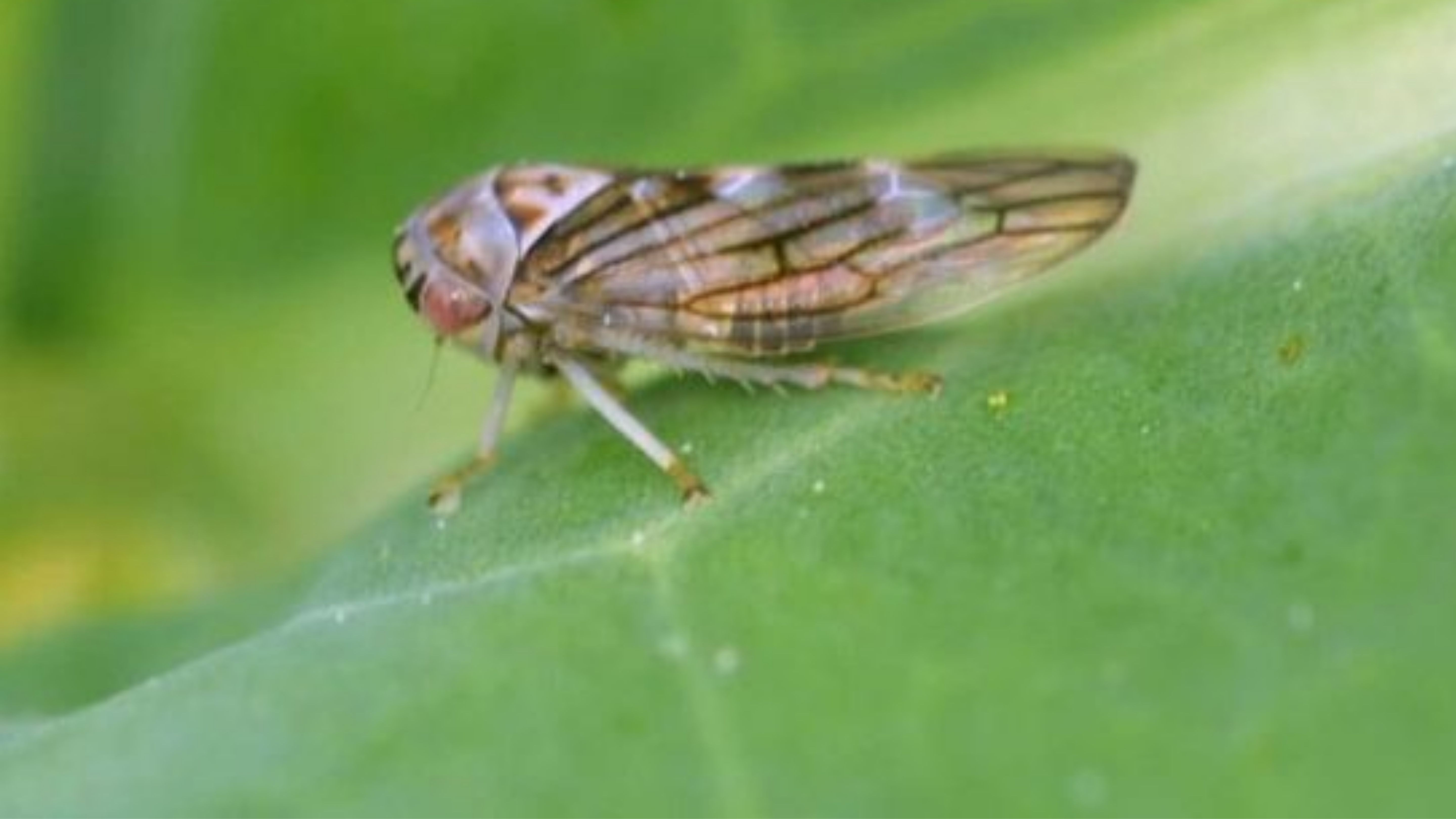 Aster Leafhopper