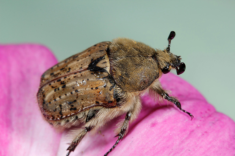 Bumble flower beetle adult.<br><h6>(Joseph Berger, Bugwood.org)</h6>