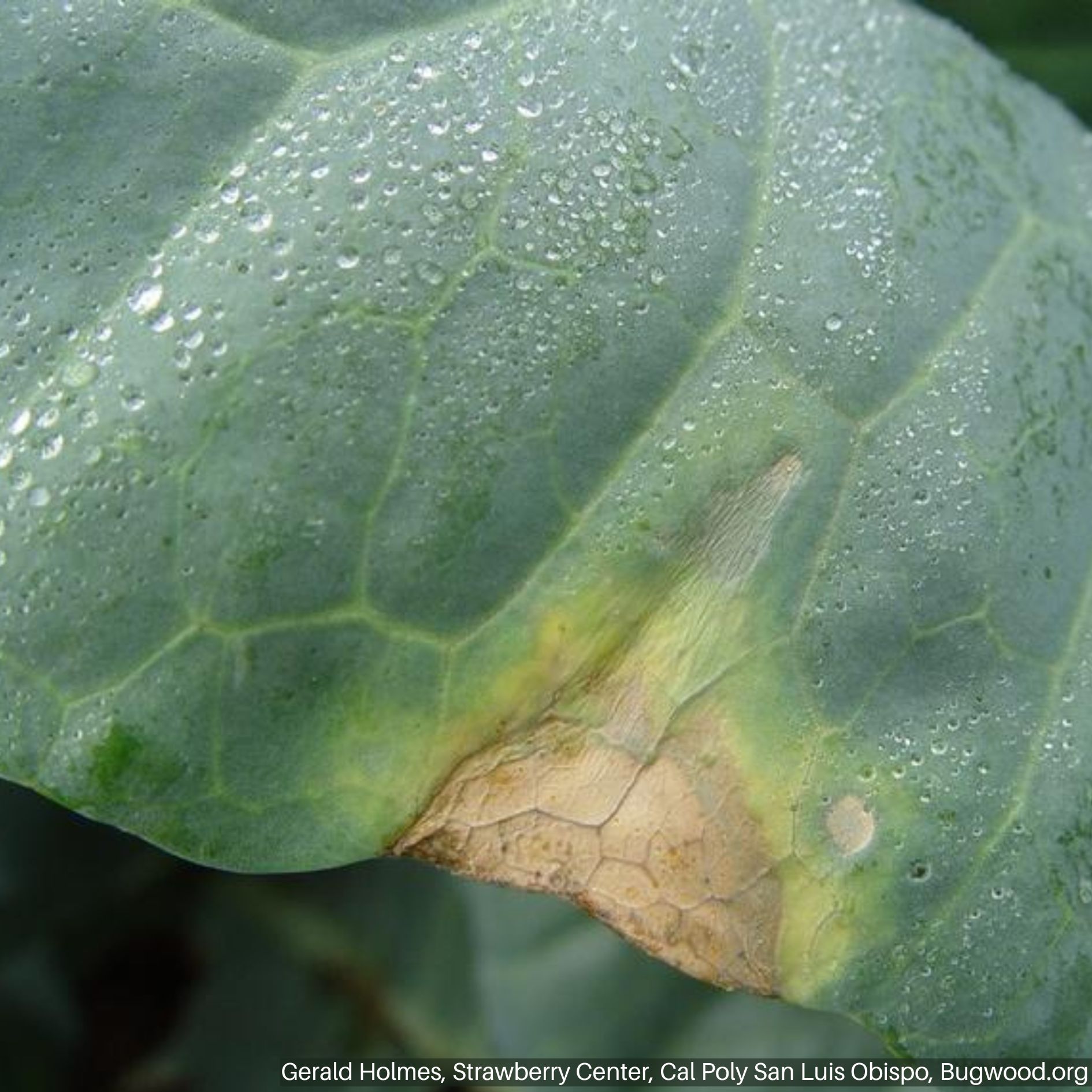 Cabbage plant with symptoms of black rot.