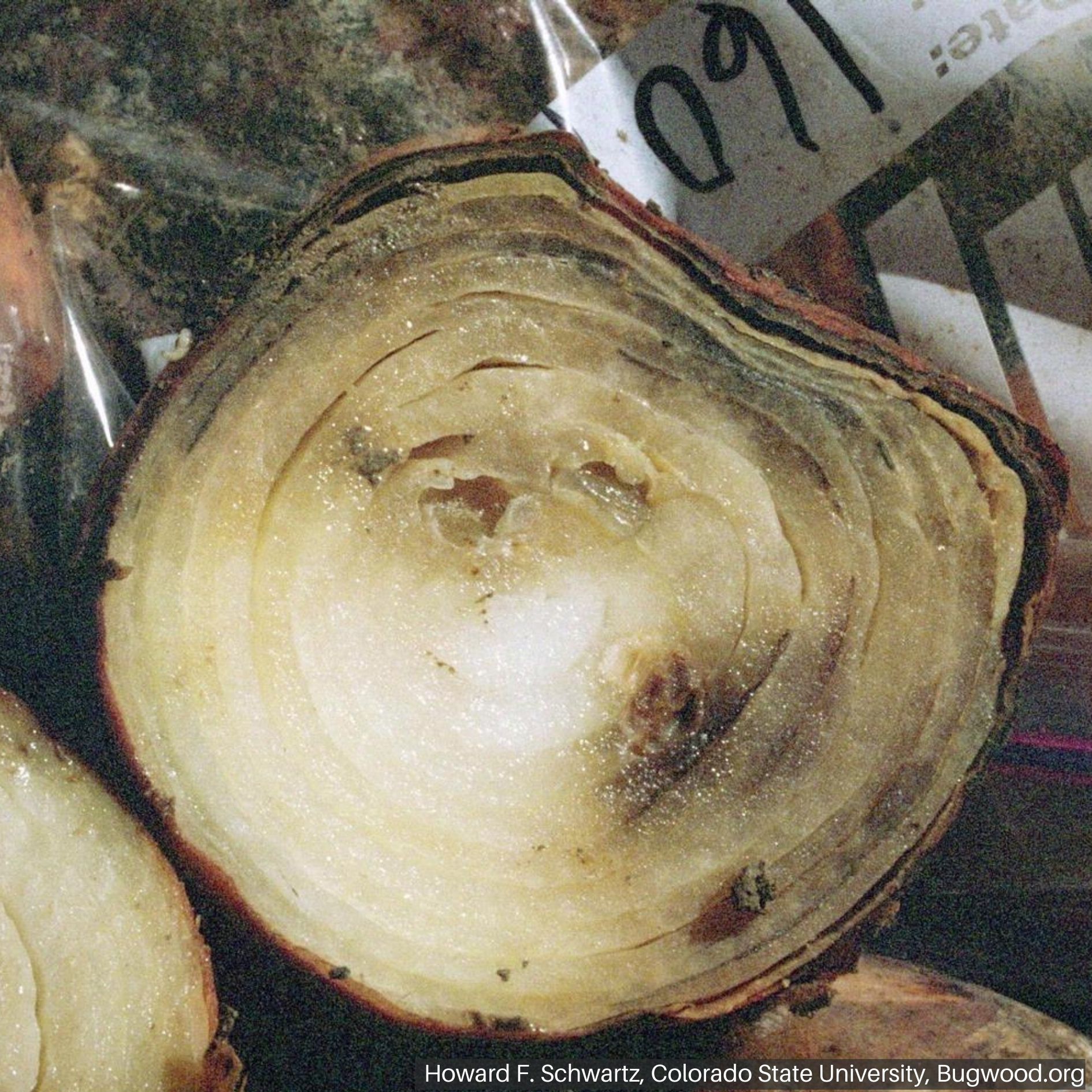 Severe damage from botrytis neck rot.