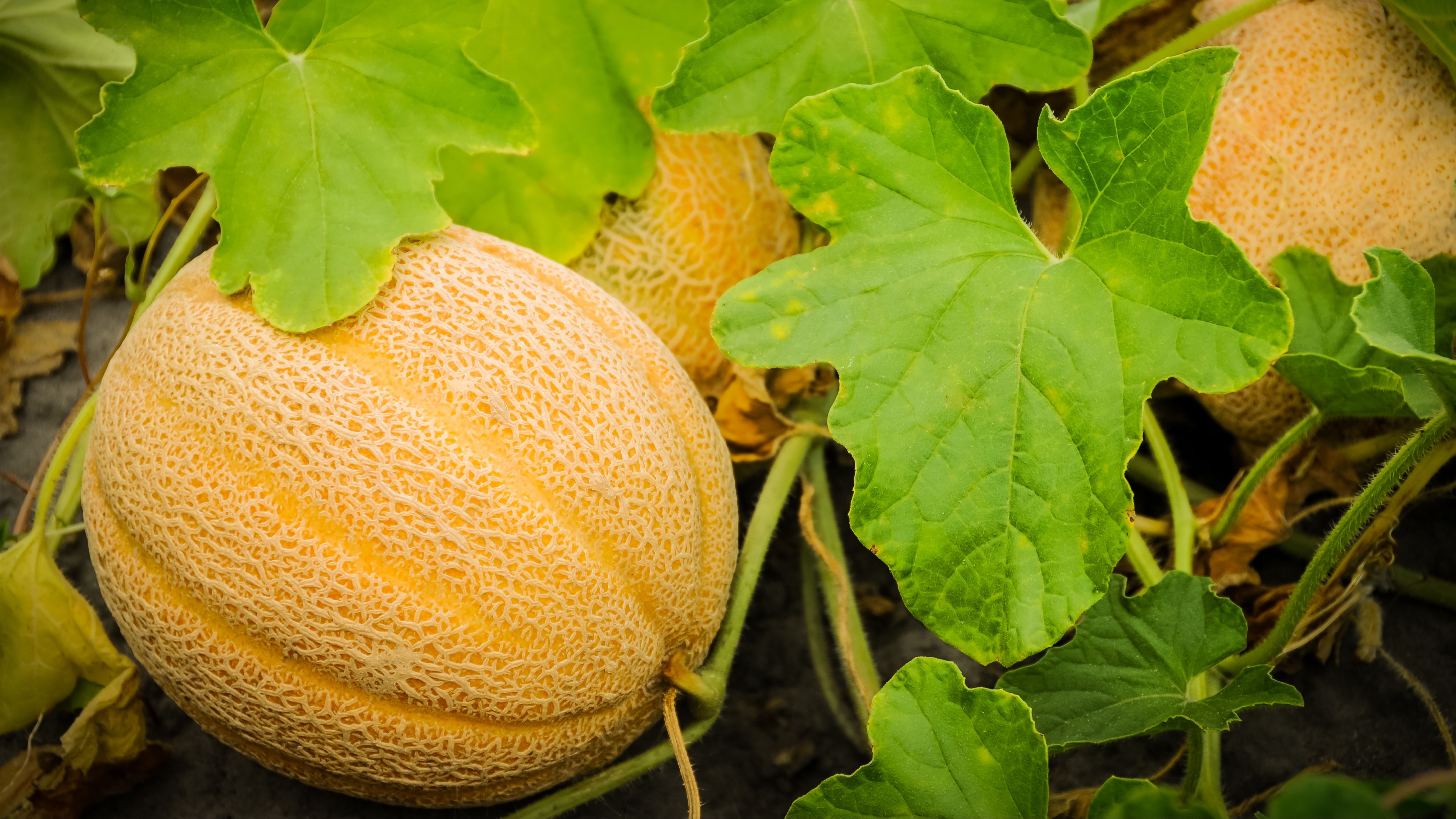 Overview of Cantaloupe Pests