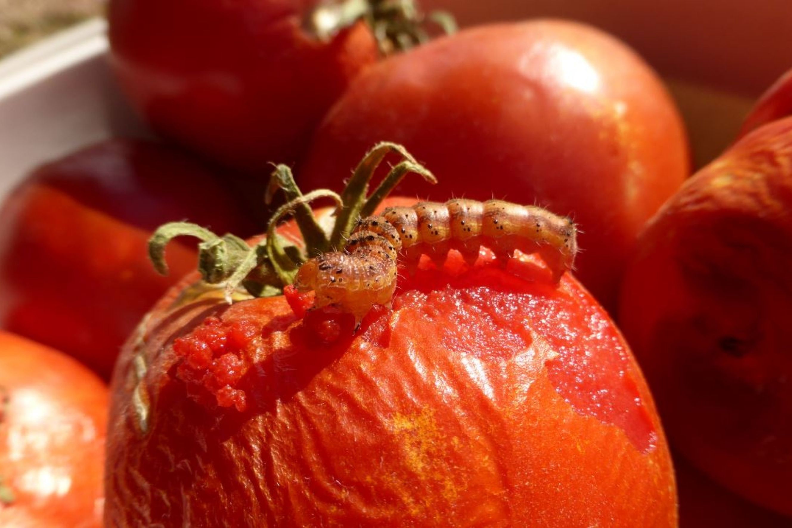 Corn Earworm on Tomato Fruit
