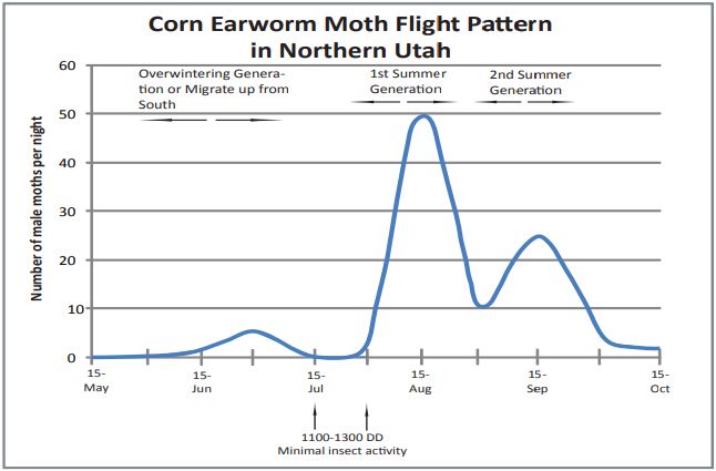corn earworm moth pattern