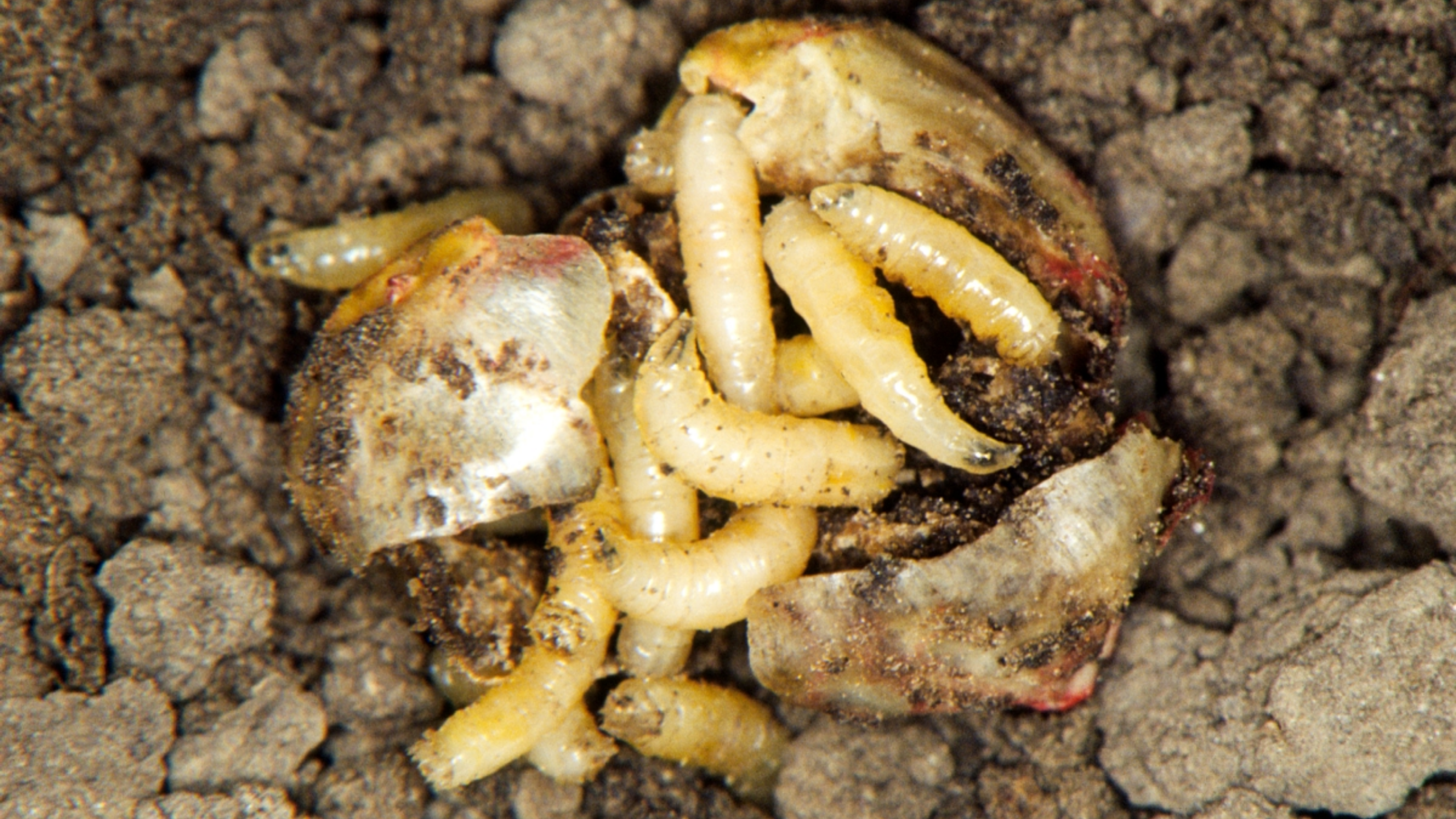 Seedcorn Maggot