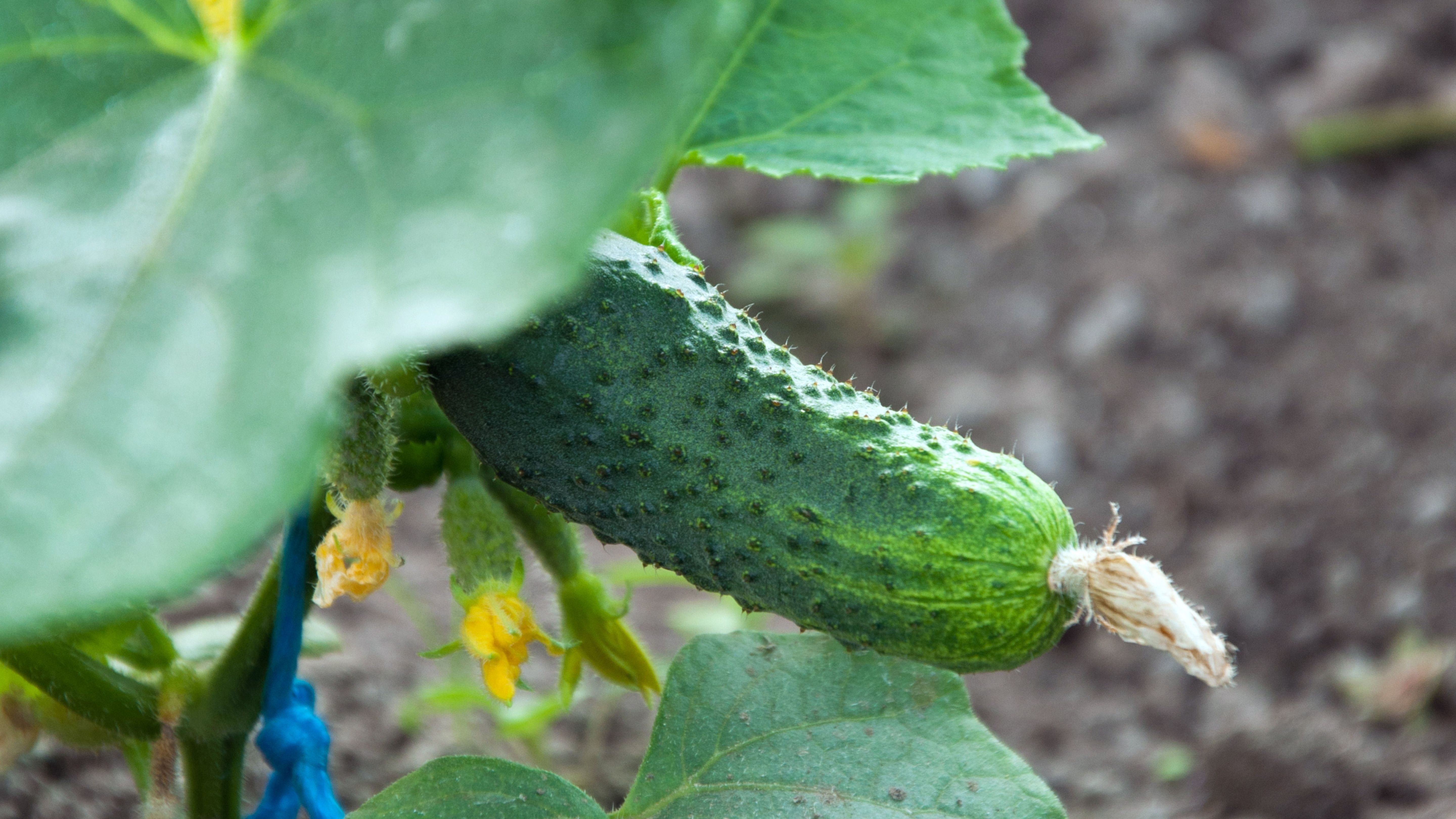 Overview of Cucumber Pests