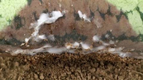 Pythium Root and Fruit Rot