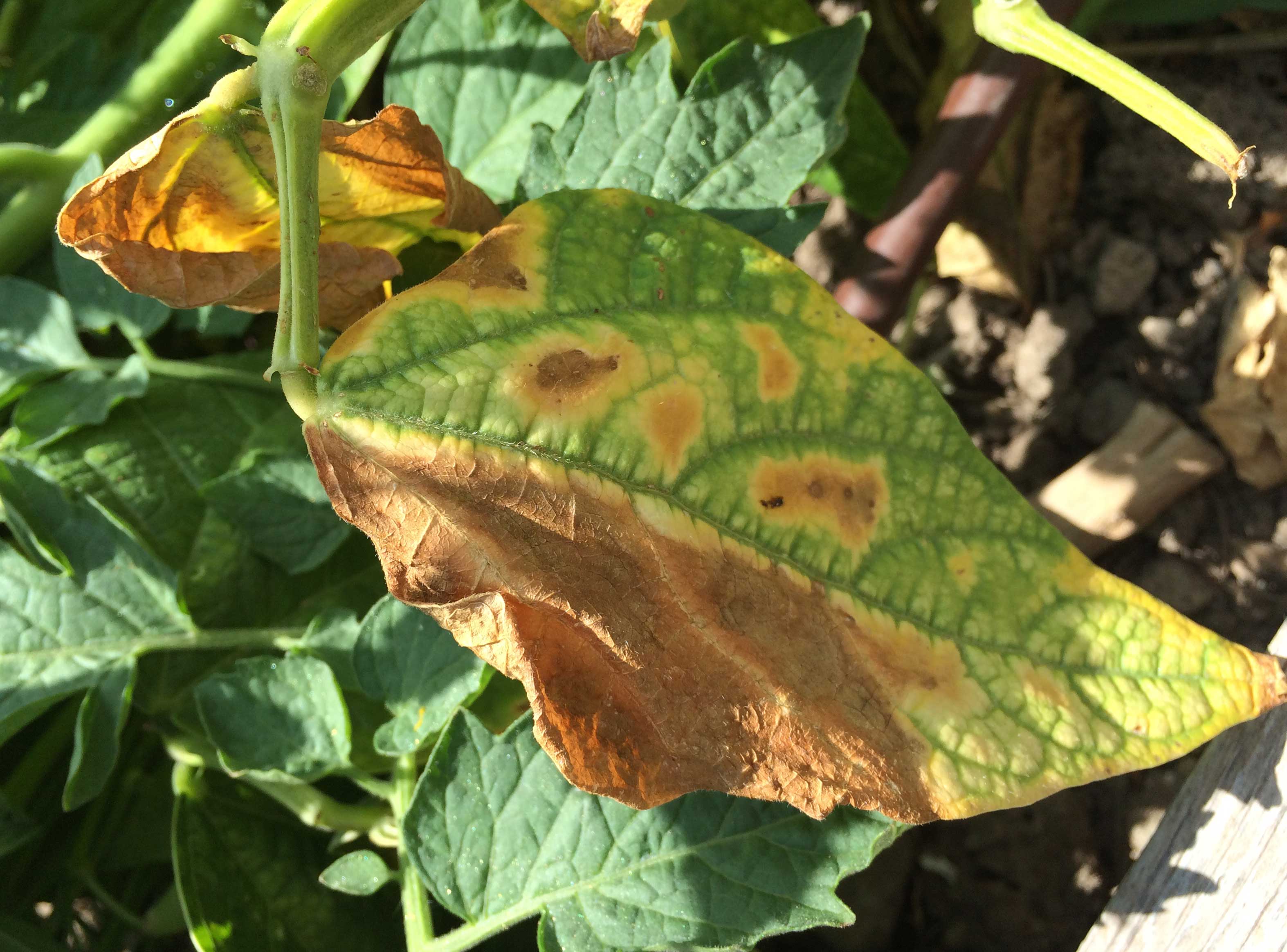 Brown lesions on BCTV infected bean.