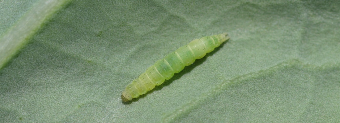 Diamondback Moth Larva