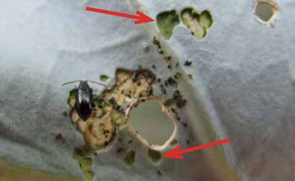 flea beetle damage