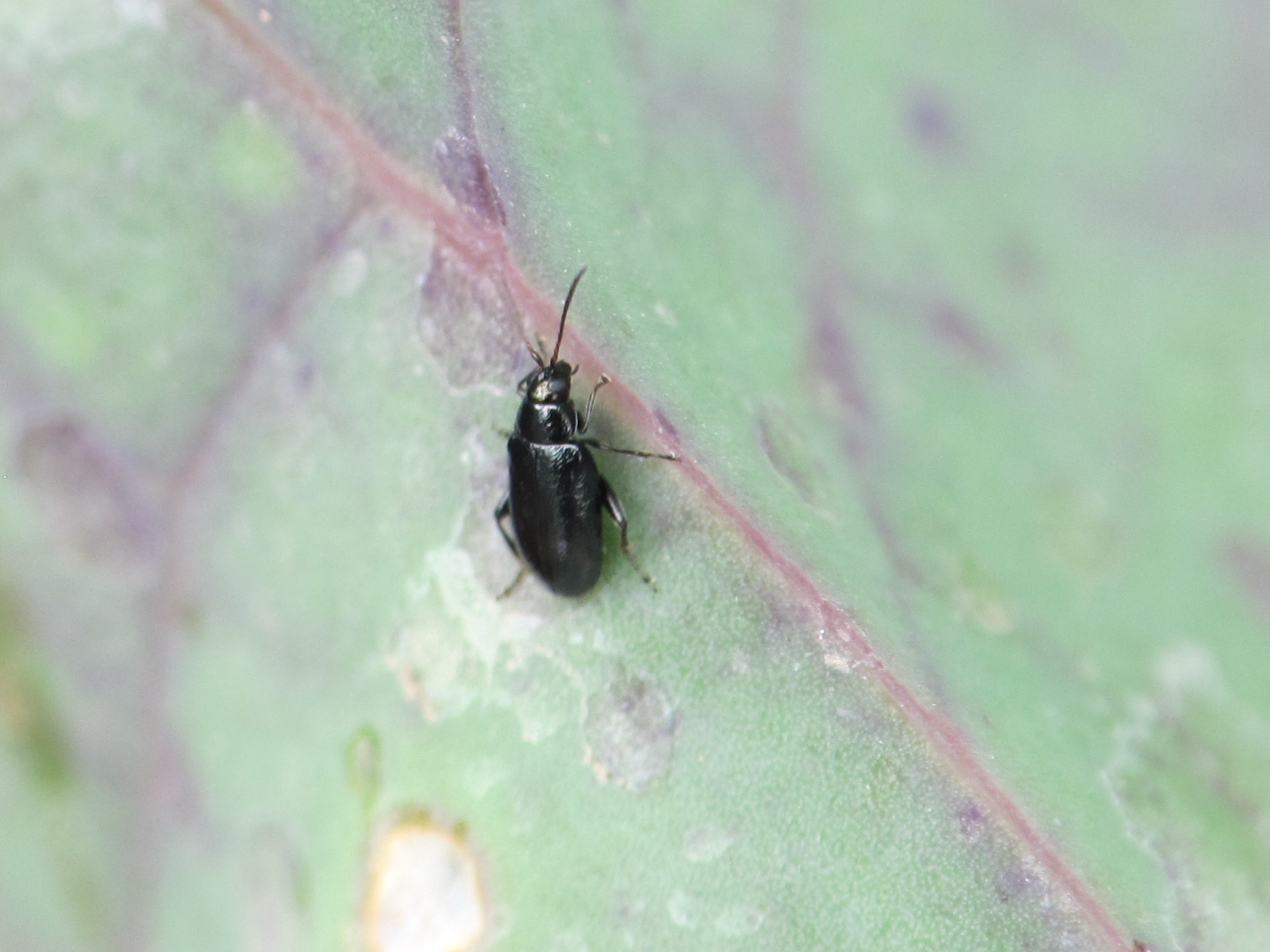 western black flea beetle