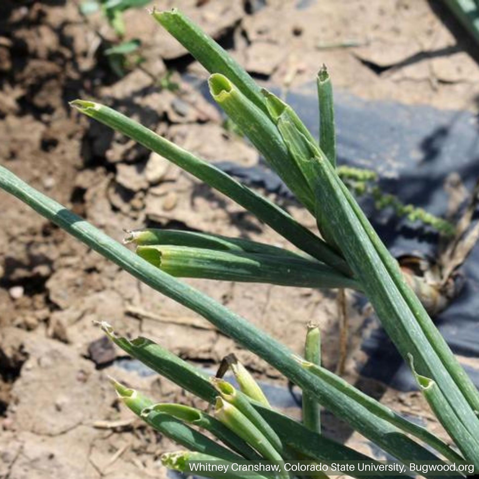 Grasshopper Feeding Damage on Onions
