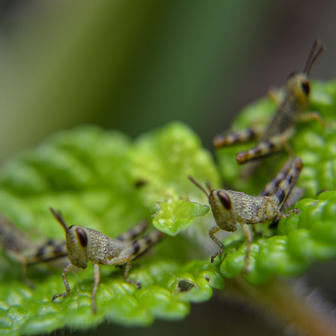 Newly hatched grasshopper nymphs