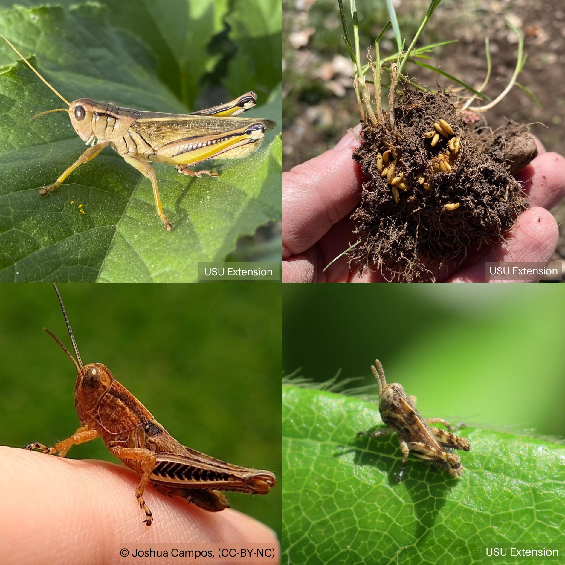 Grasshopper Life Stages