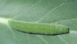 imported cabbageworm larva