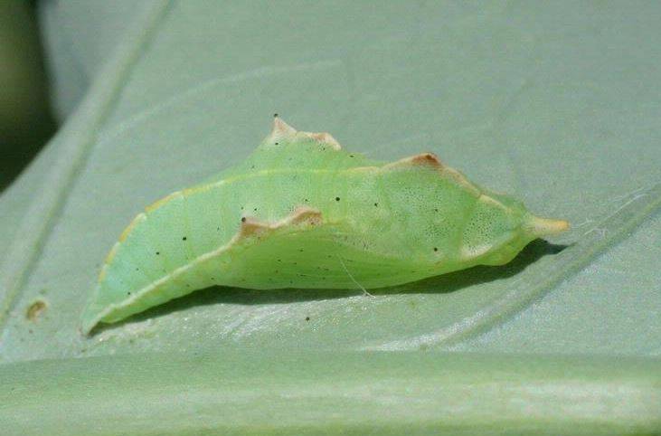 Imported Cabbageworm Pupa