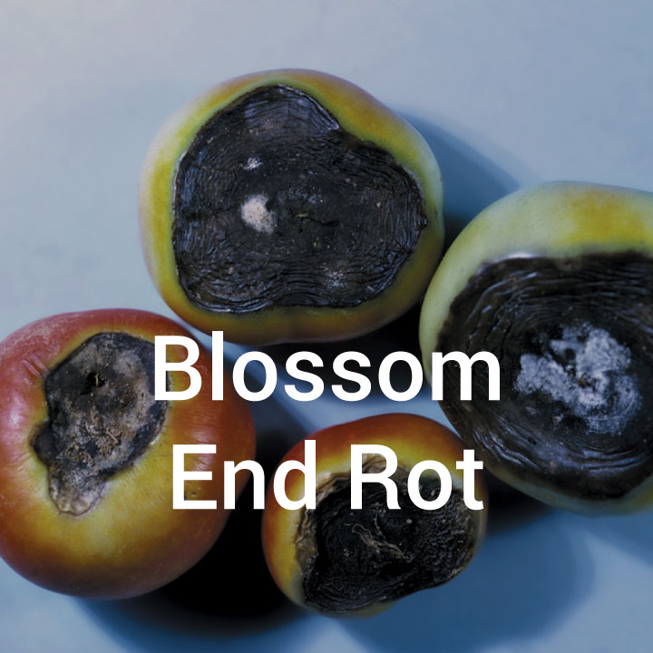 Blossom End Rot